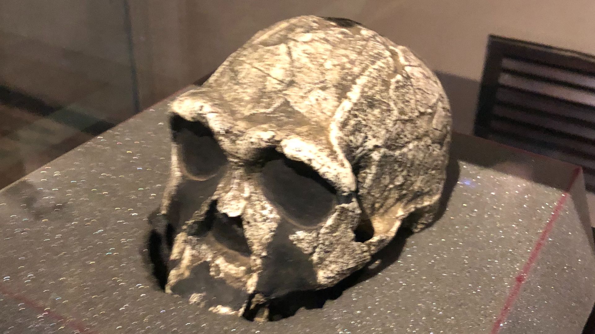 7. KNM-ER 406 et KNM-ER 3733