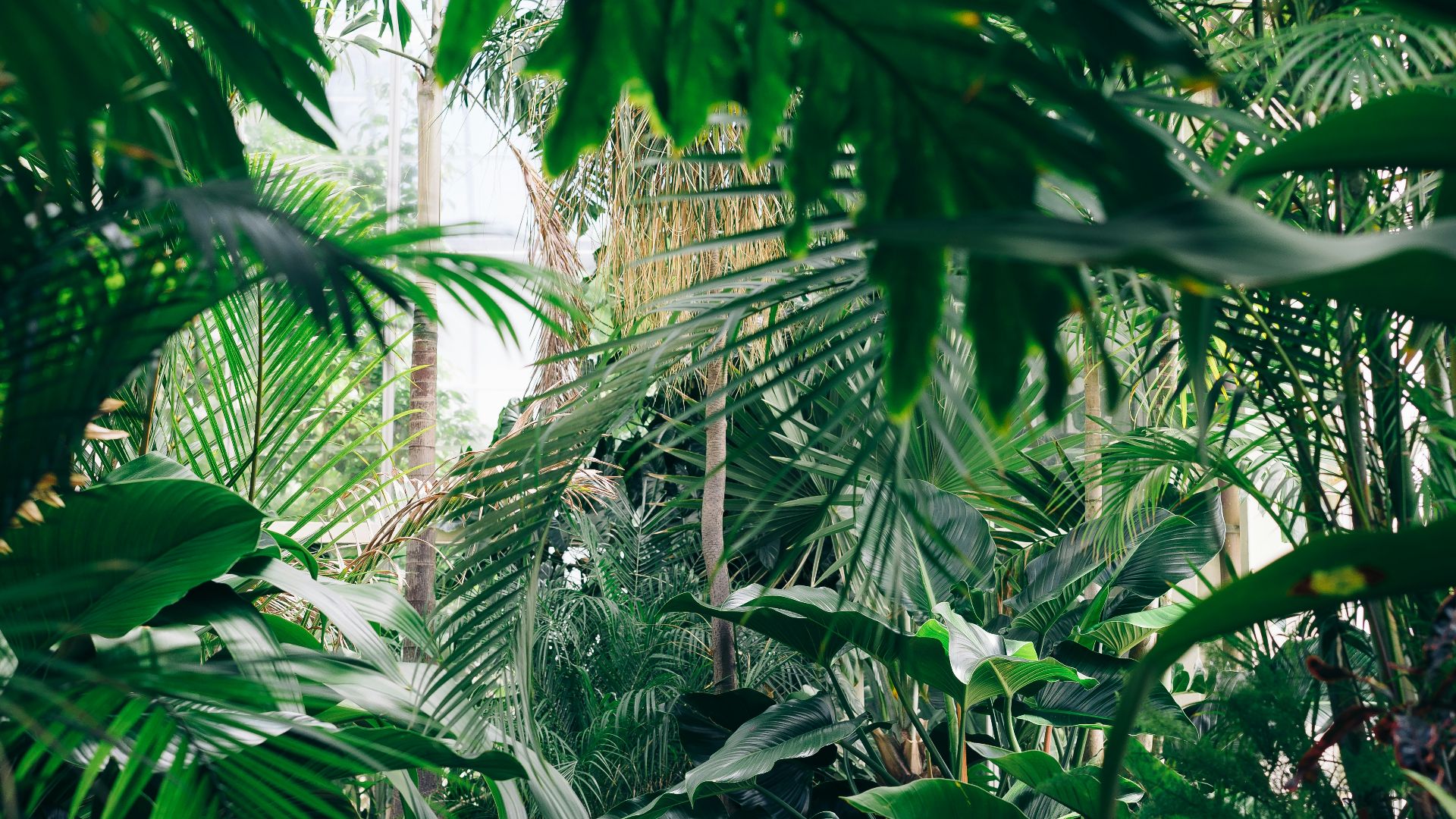 16. Les plantes à fleurs sont apparues plus tôt