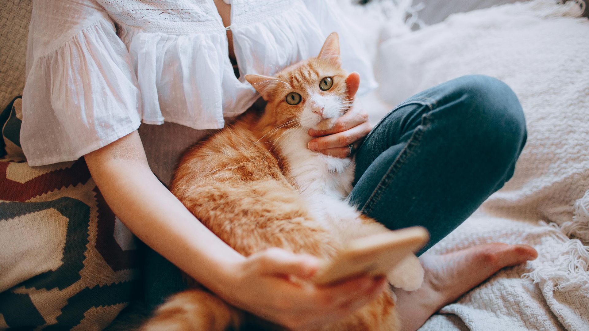 8. Chaque histoire revient toujours à un chat