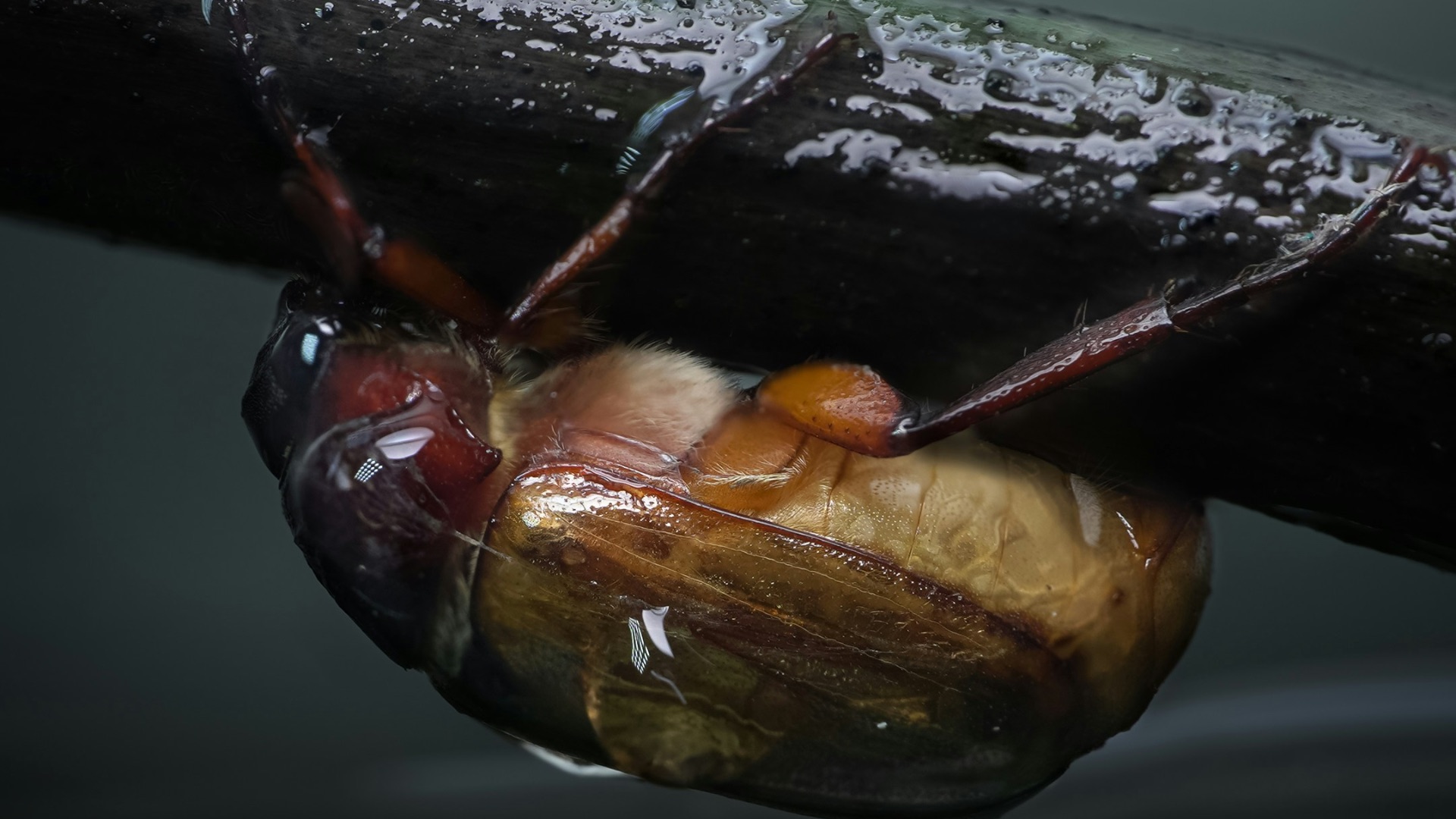 4. L'invasion de hannetons