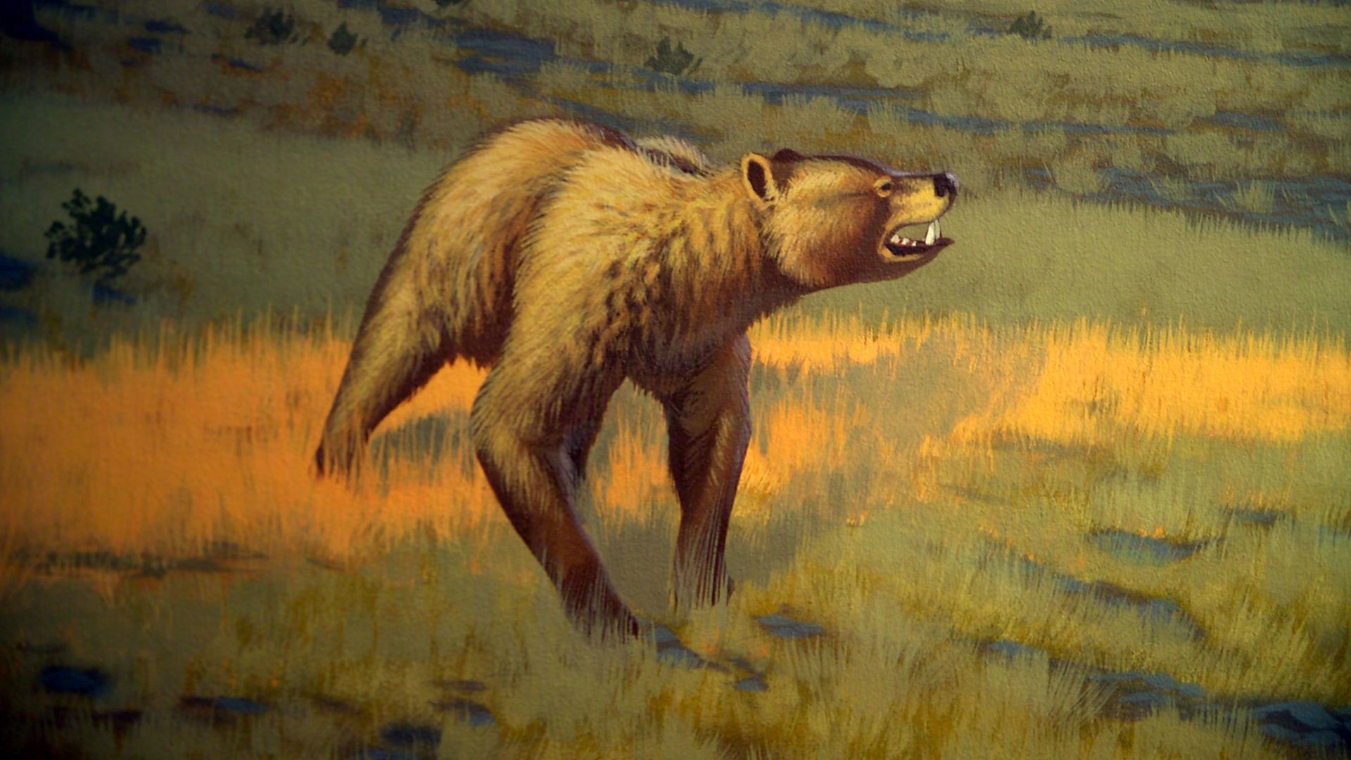 5. L'ours à museau court