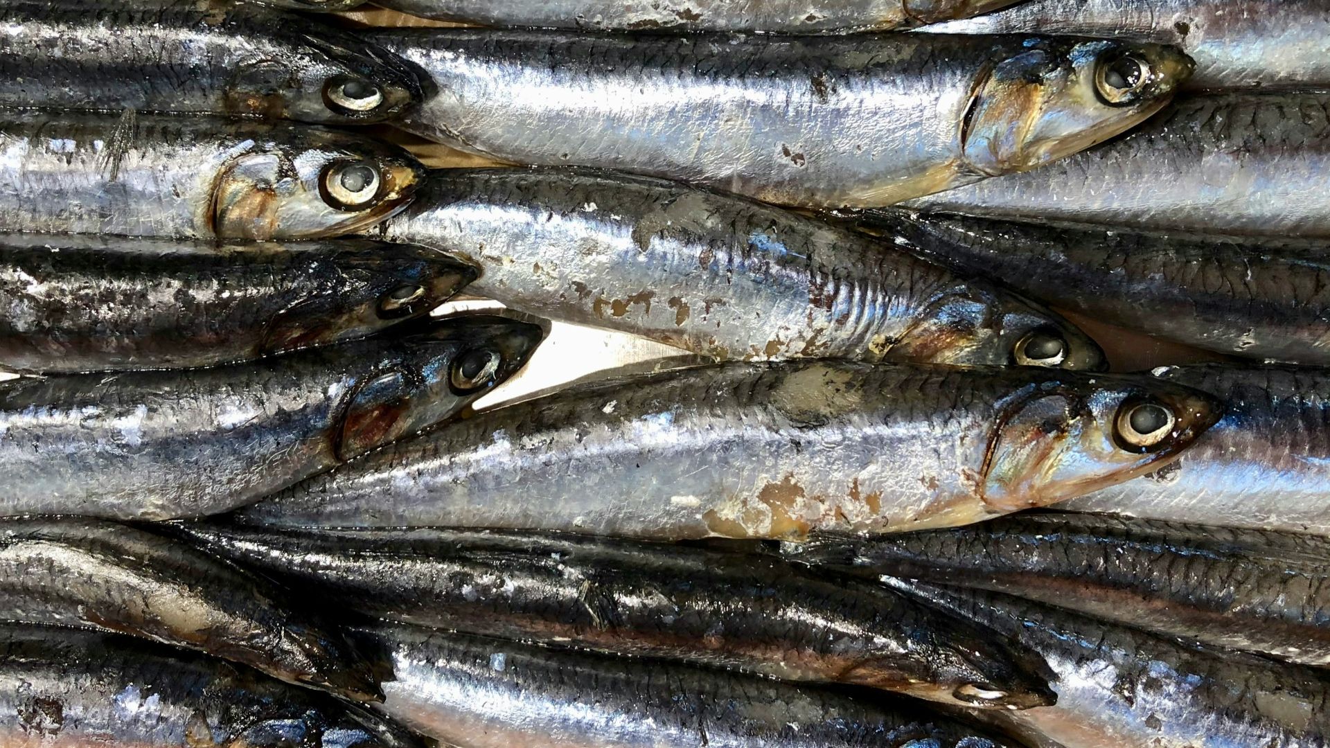 3. Anchois
