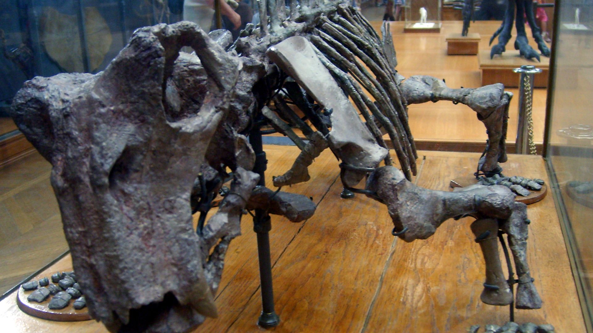 15. Le Lystrosaurus en hibernation