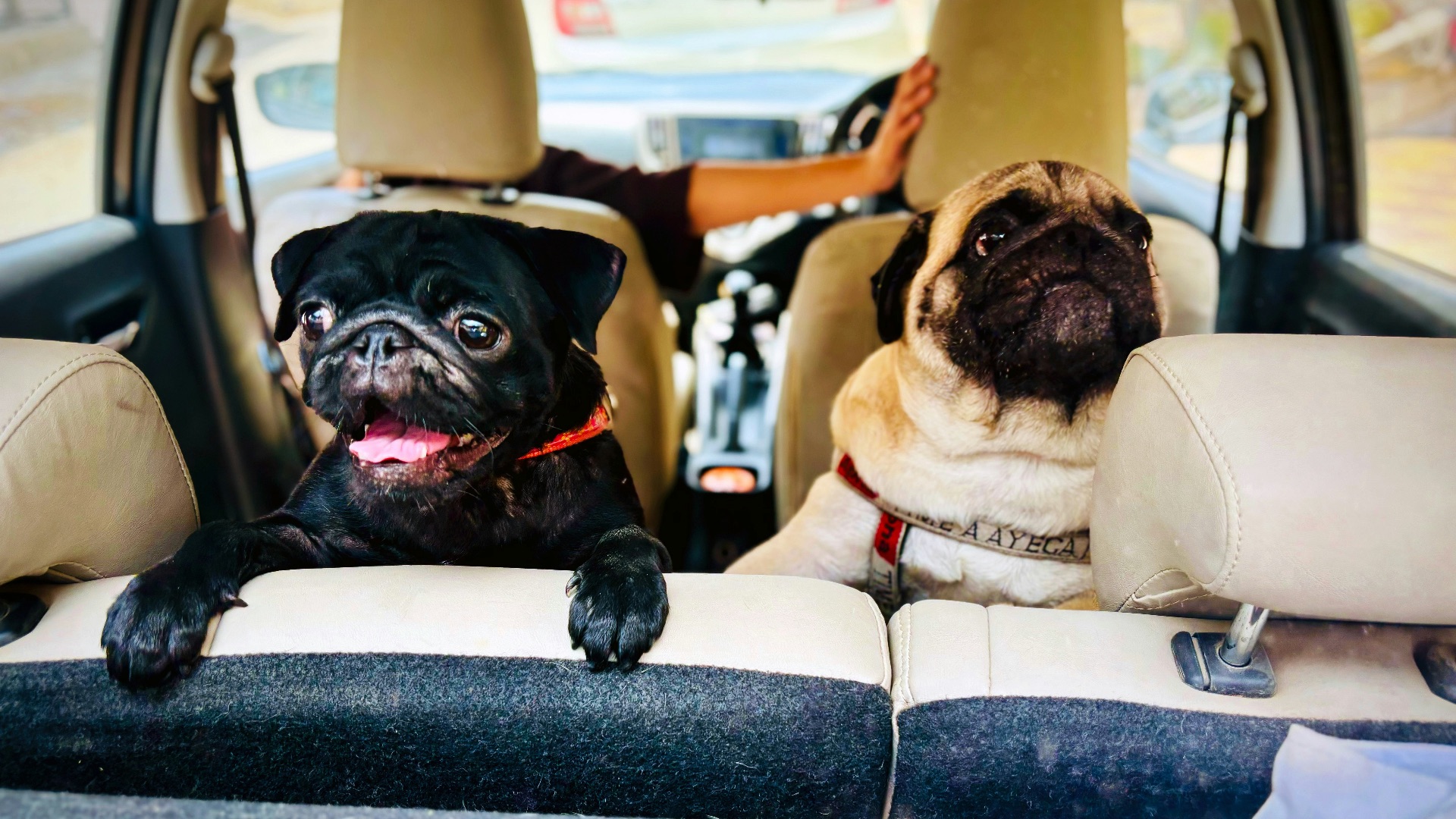 13. Voyager en voiture avec un animal de compagnie