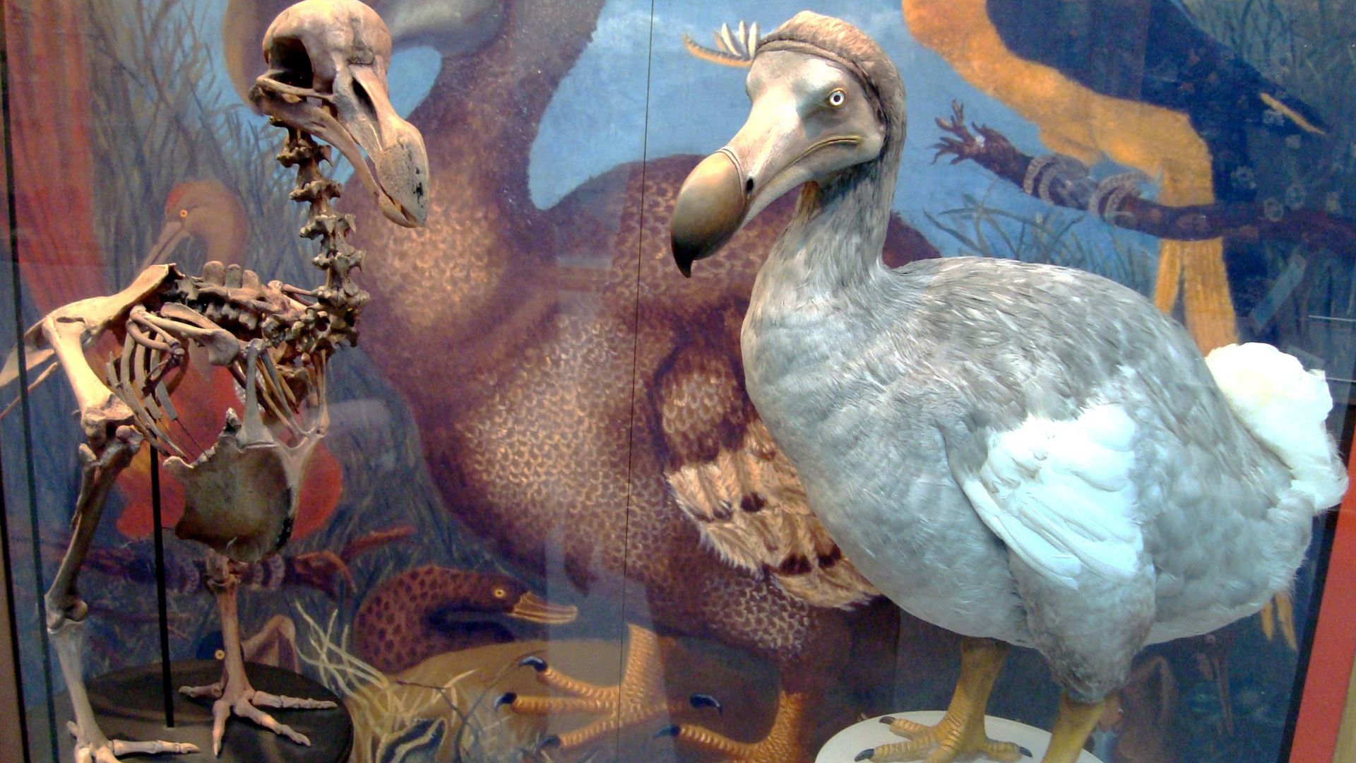 4. Dodo