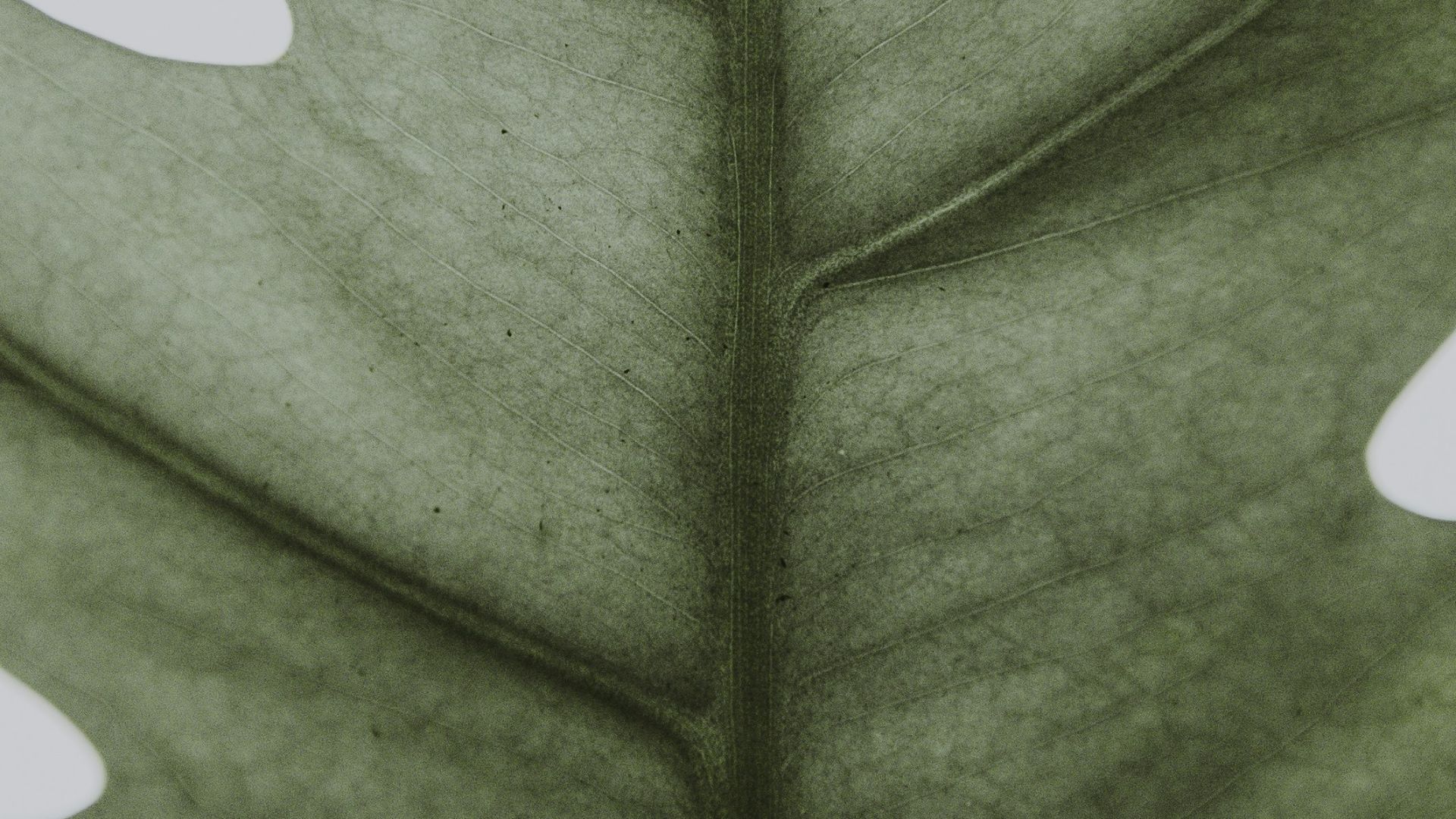 5. Vert olive