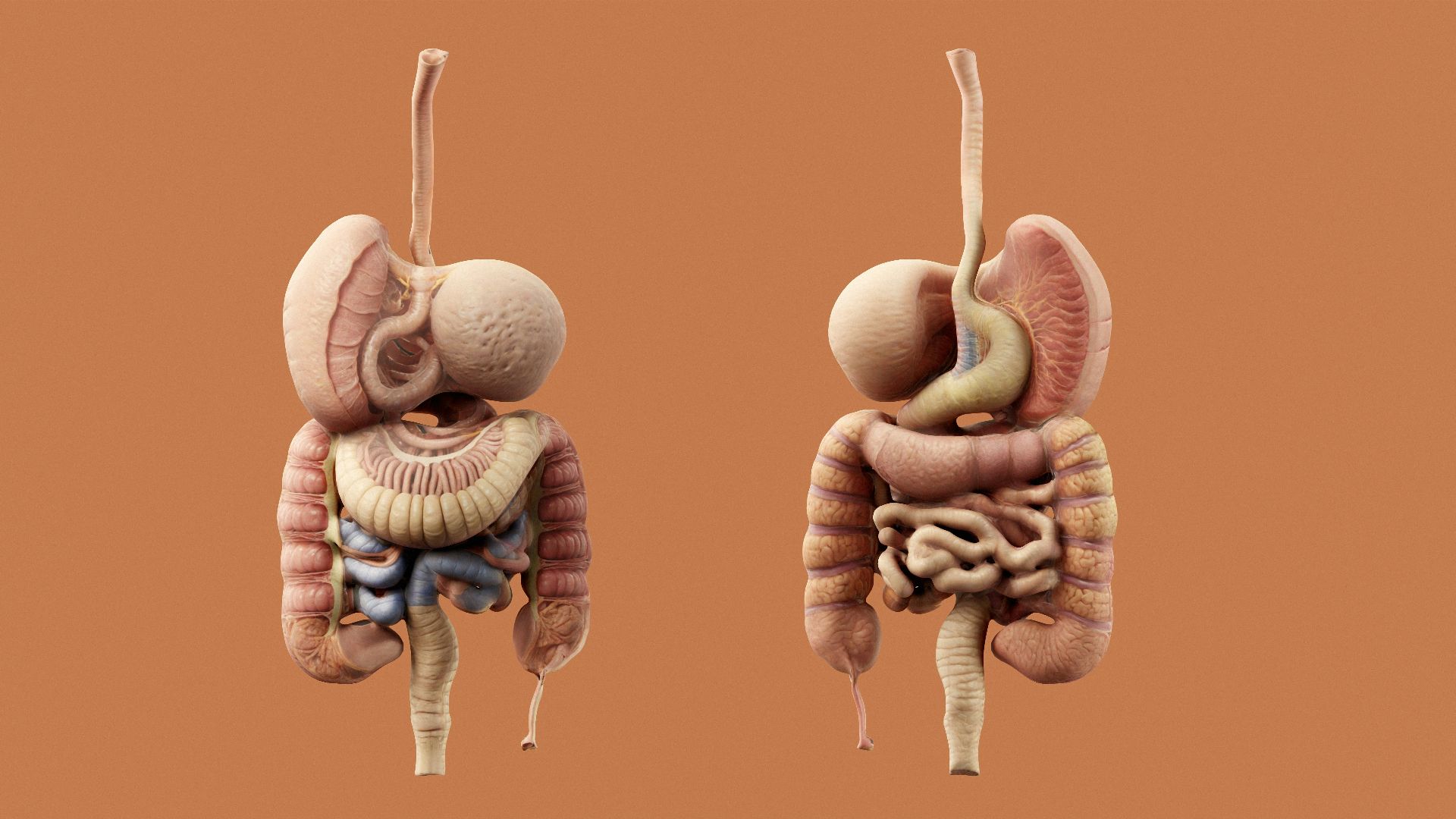 8. Vos intestins regorgent de microbes