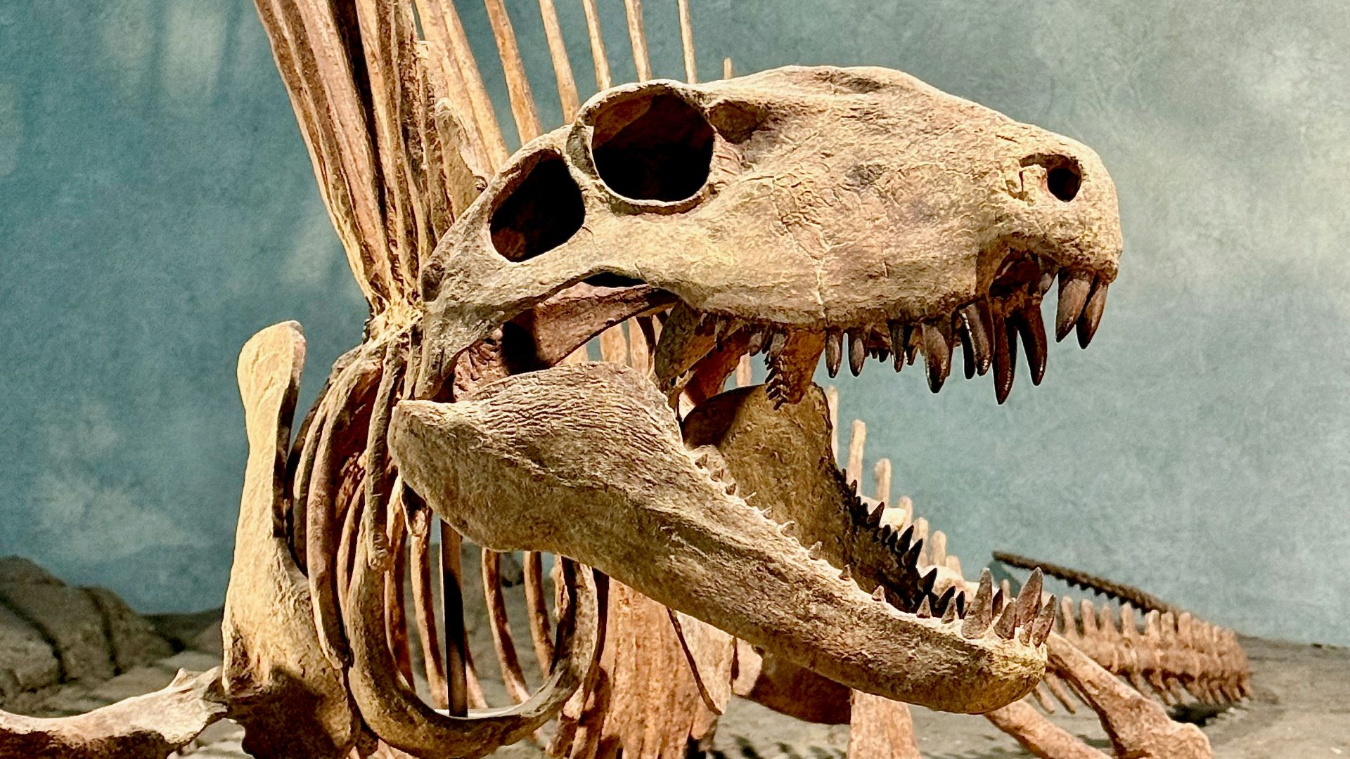 2. Le Spinosaurus était un nageur