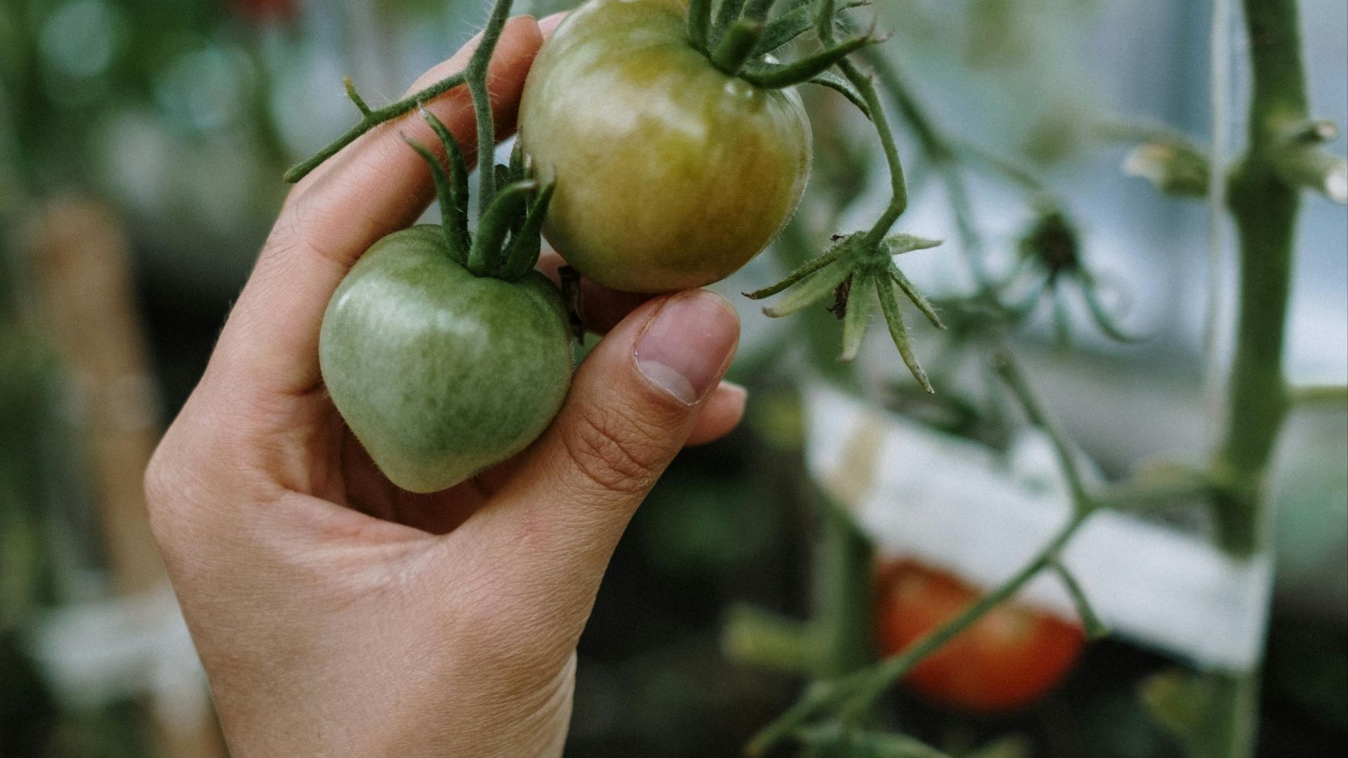 5. Cultiver ses propres aliments