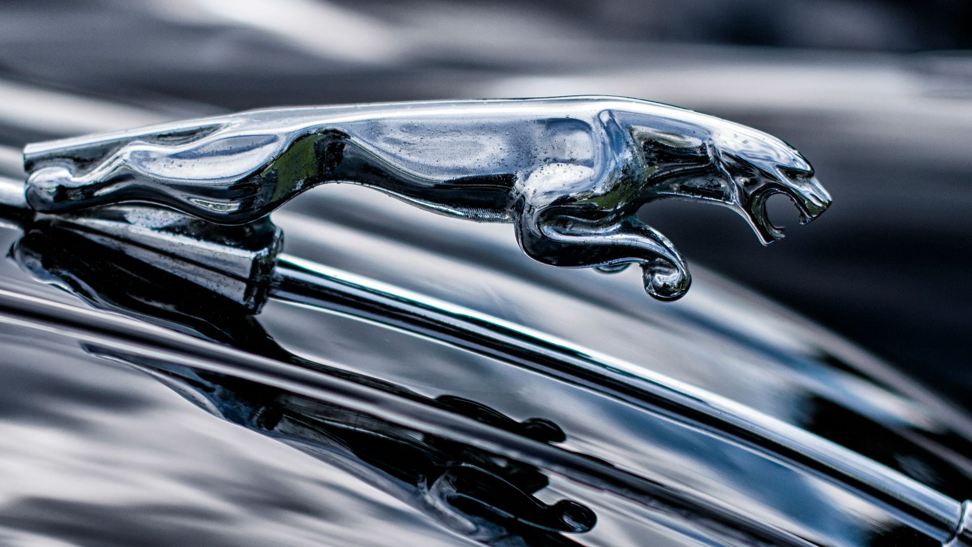 7. Jaguar
