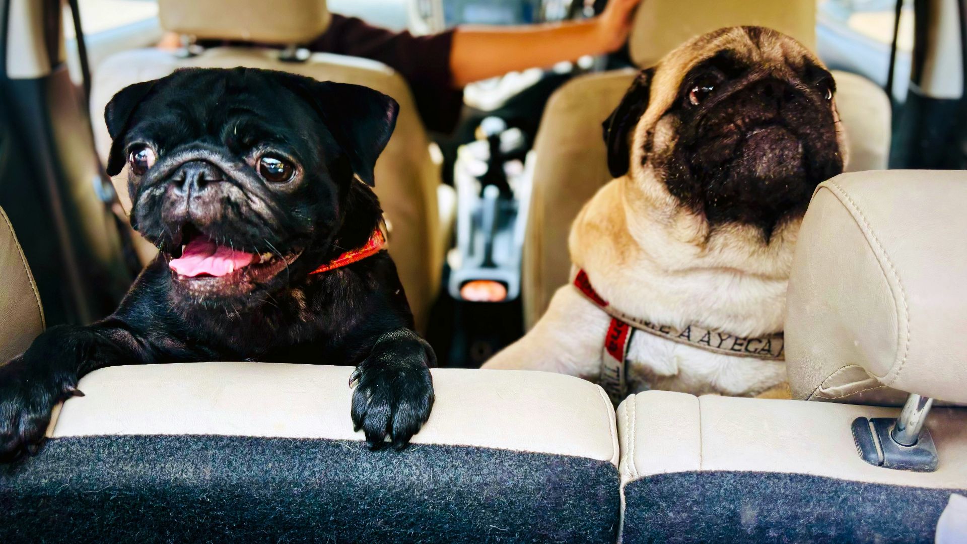 8. Des poils d'animaux partout