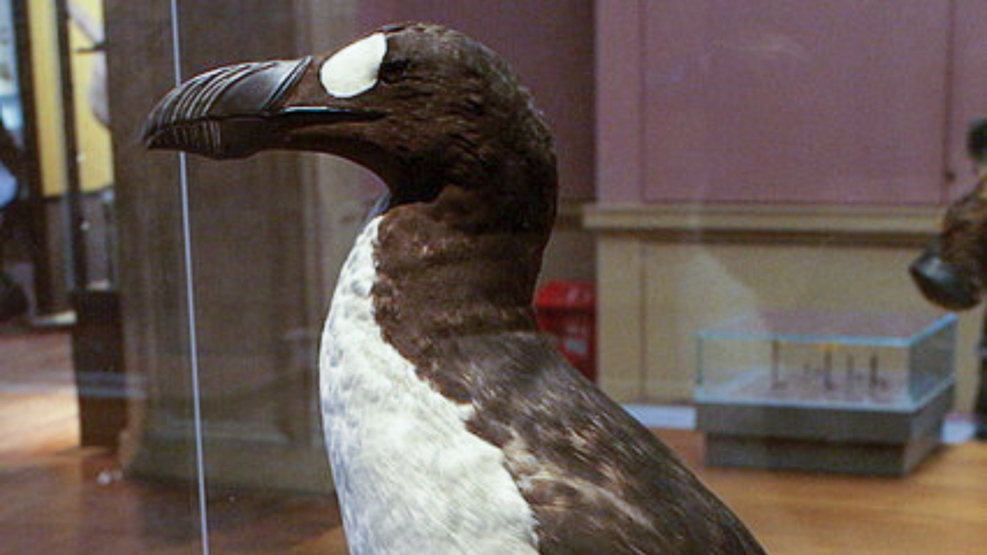 5. Le grand pingouin