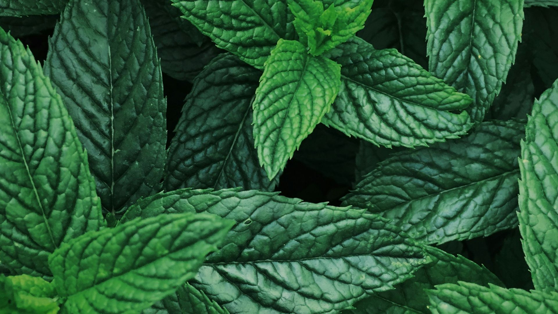 9. Respirez un peu de menthe poivrée