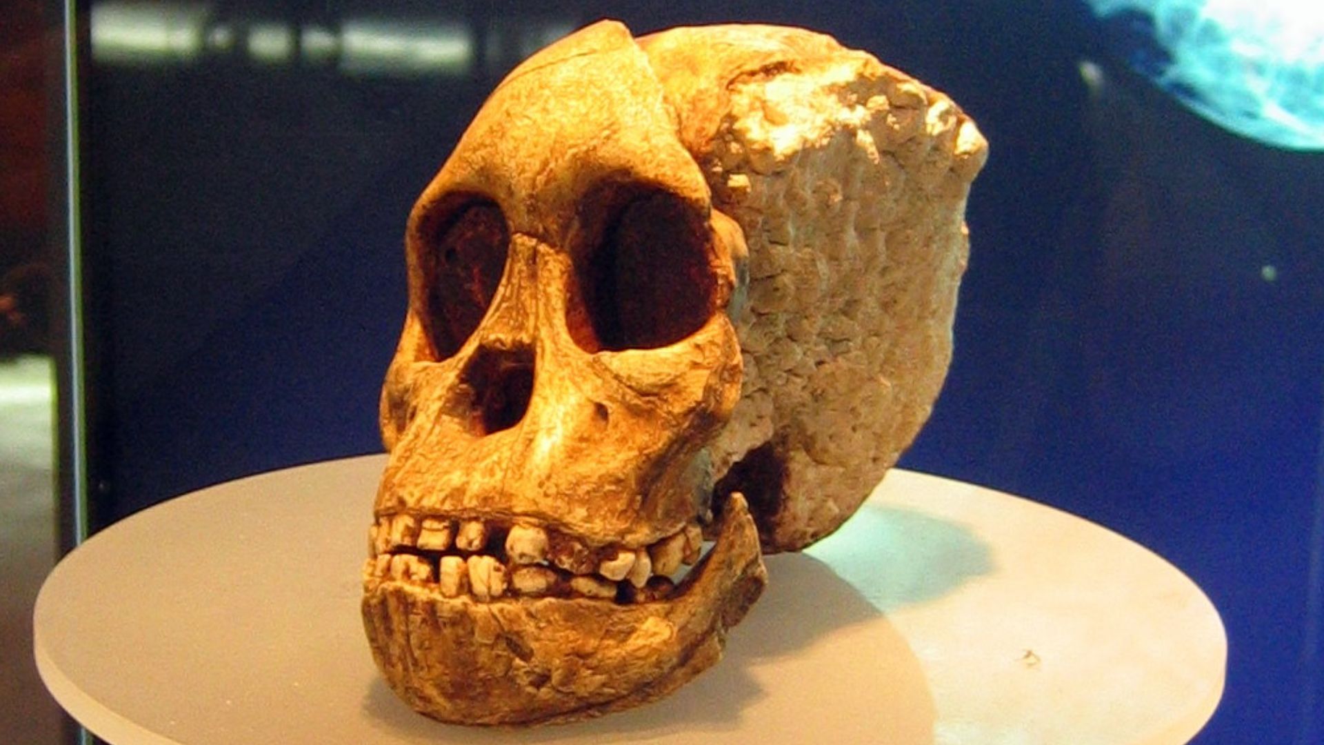 6. L'enfant de Taung