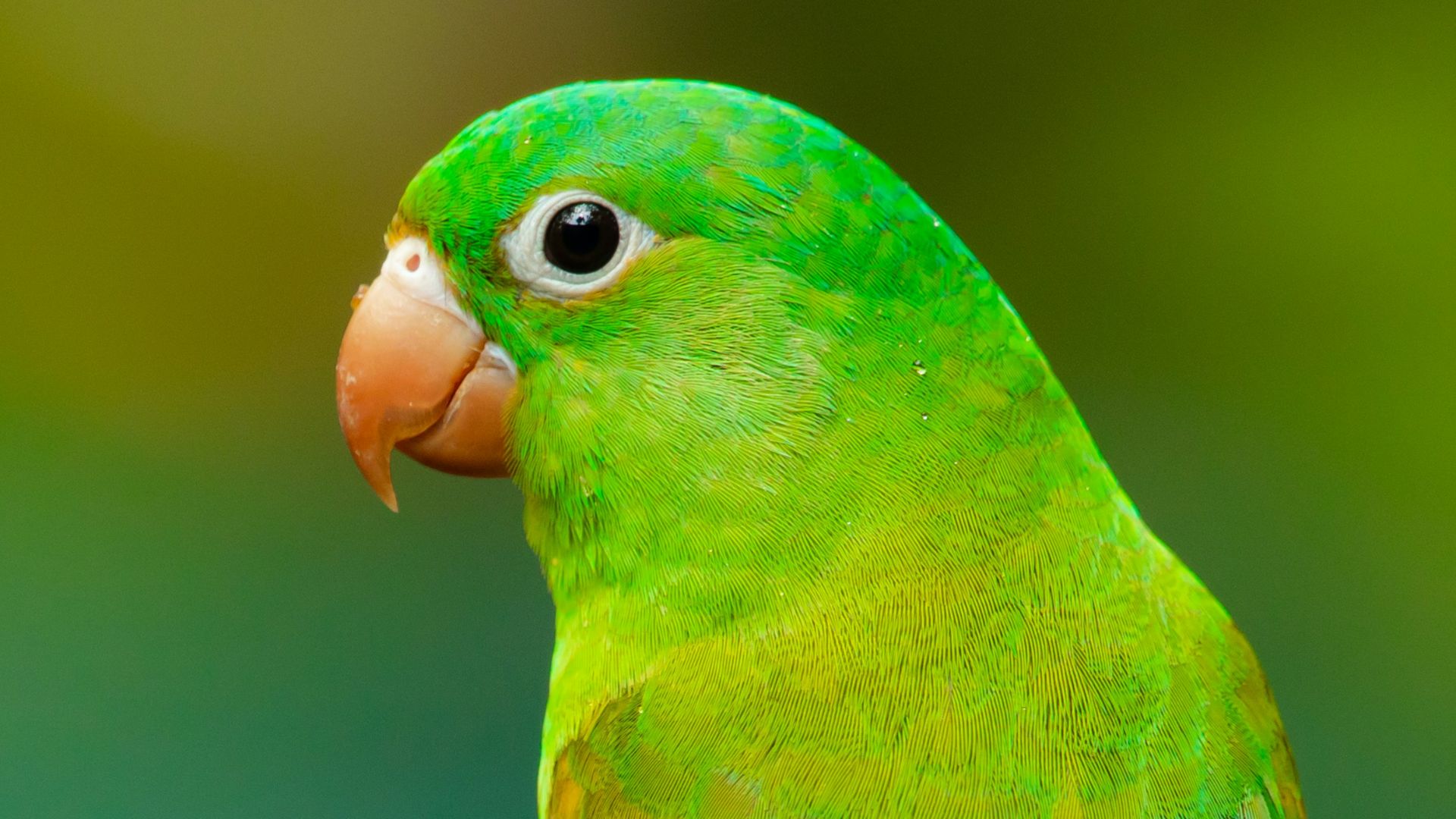 10. Les cerveaux des oiseaux d’autrefois