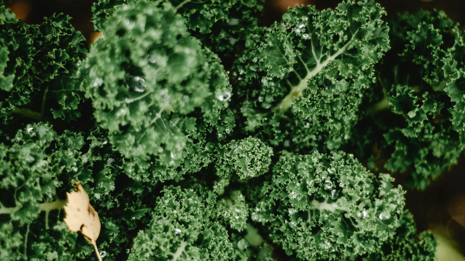 8. Légumes verts à feuilles et autres légumes