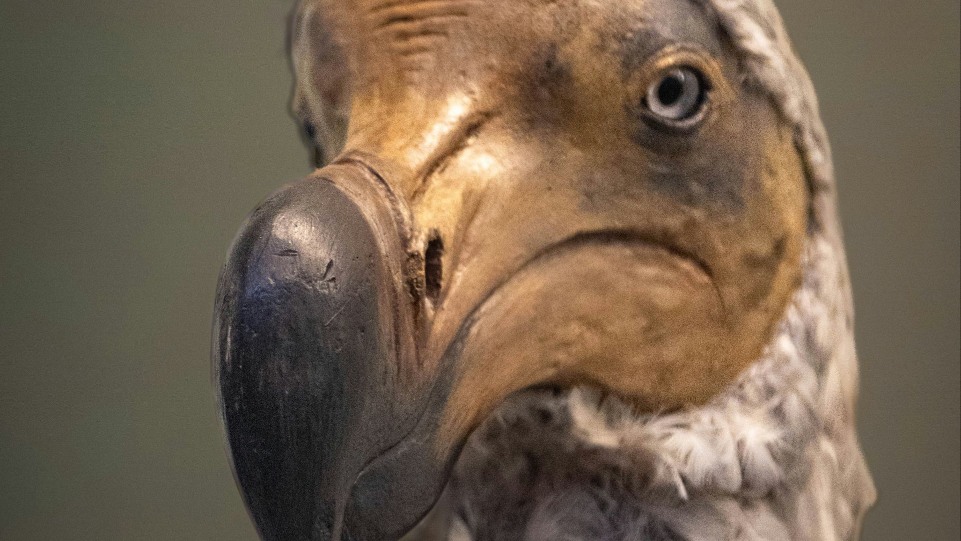 2. Dodo