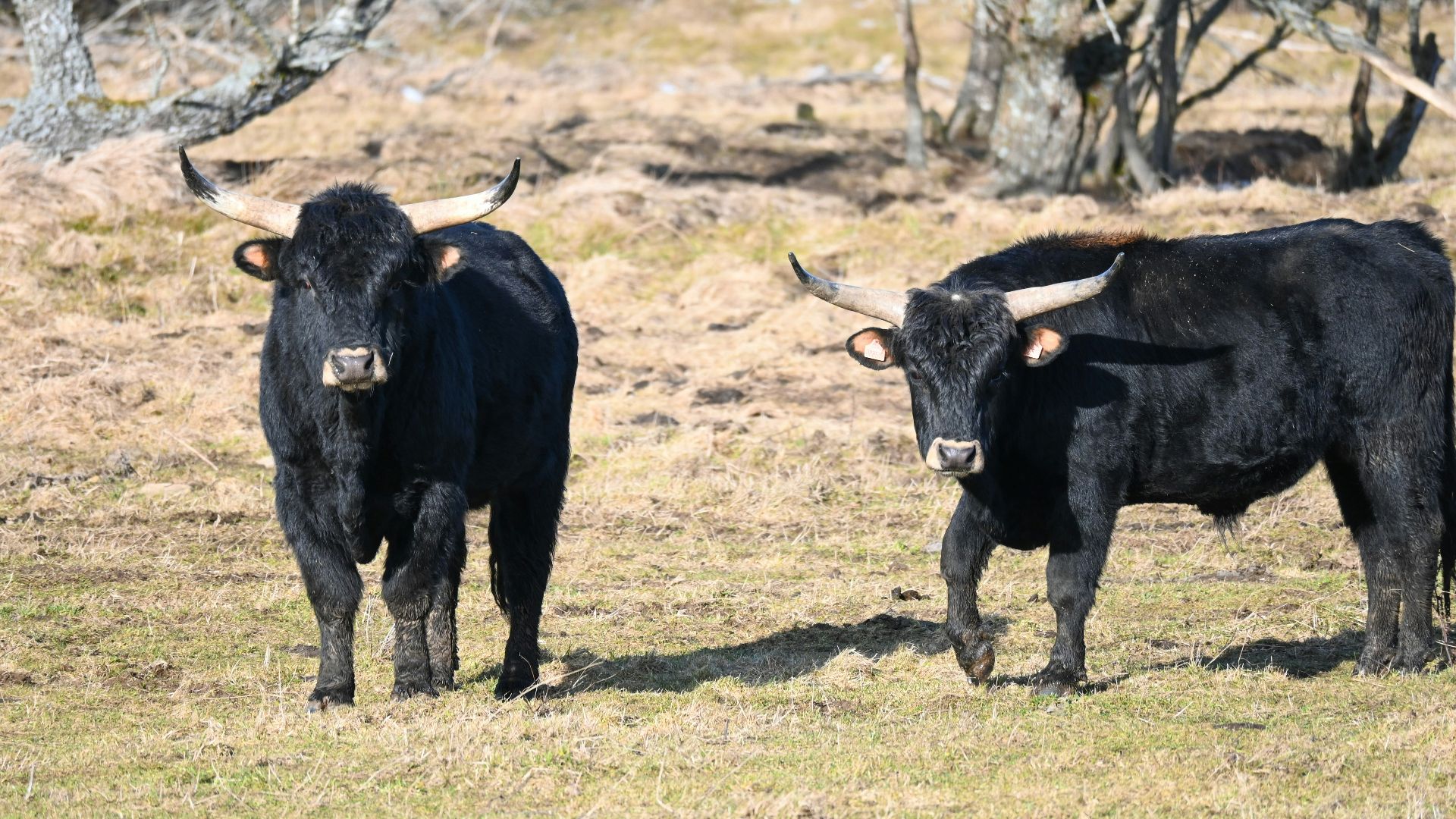 8. Aurochs