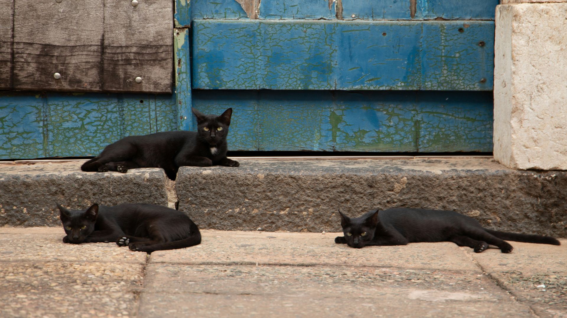2. Quand un chat noir croise votre chemin