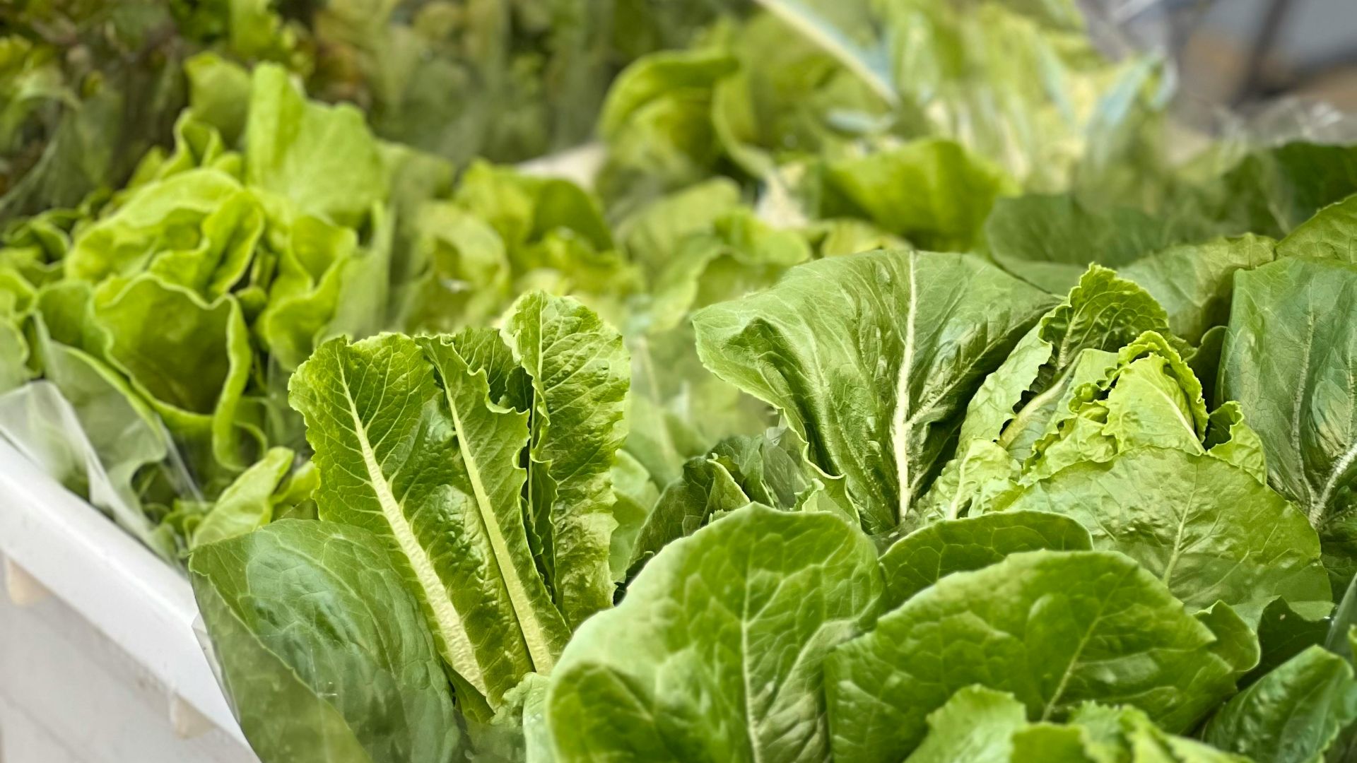 6. Coupelles de laitue farcies à la salade de thon