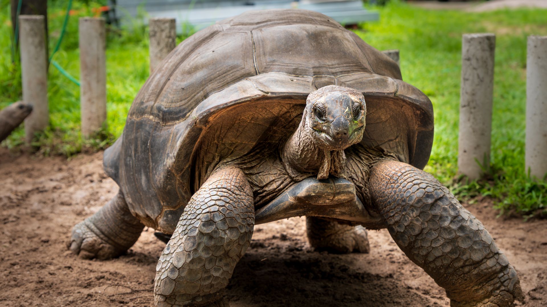 11. Les tortues géantes des Mascareignes