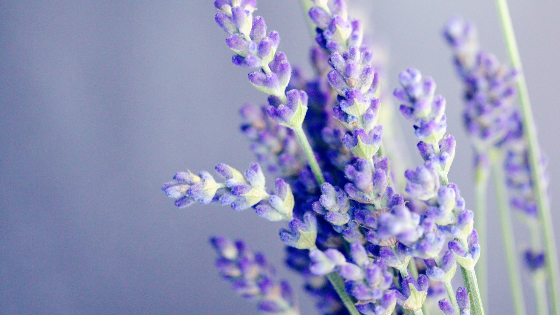 3. Lavande, linalol et extraits de plantes aromatiques apparentés
