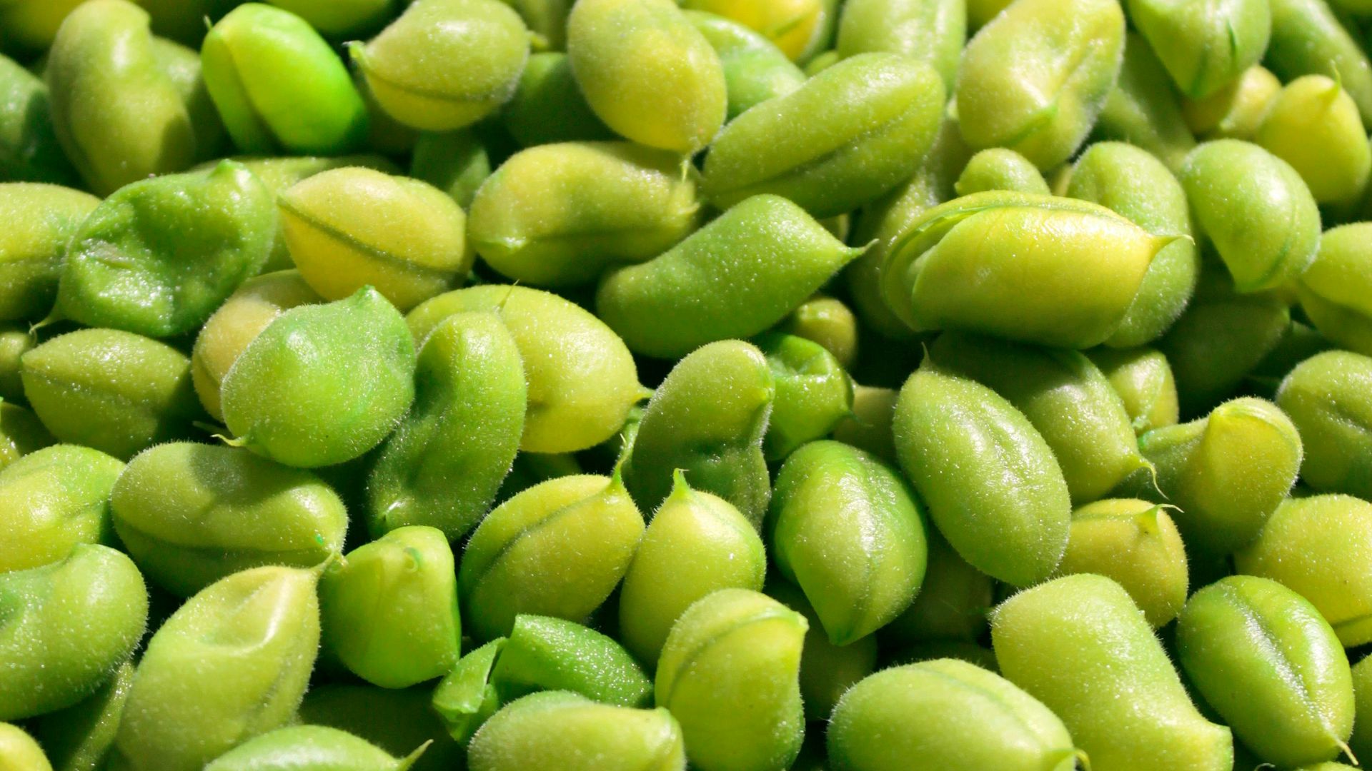 12. Edamame et protéines de soja