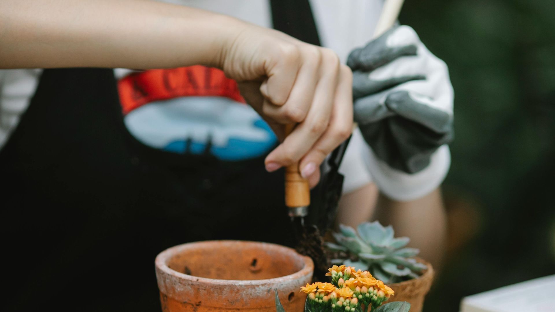11. Groupes de jardinage