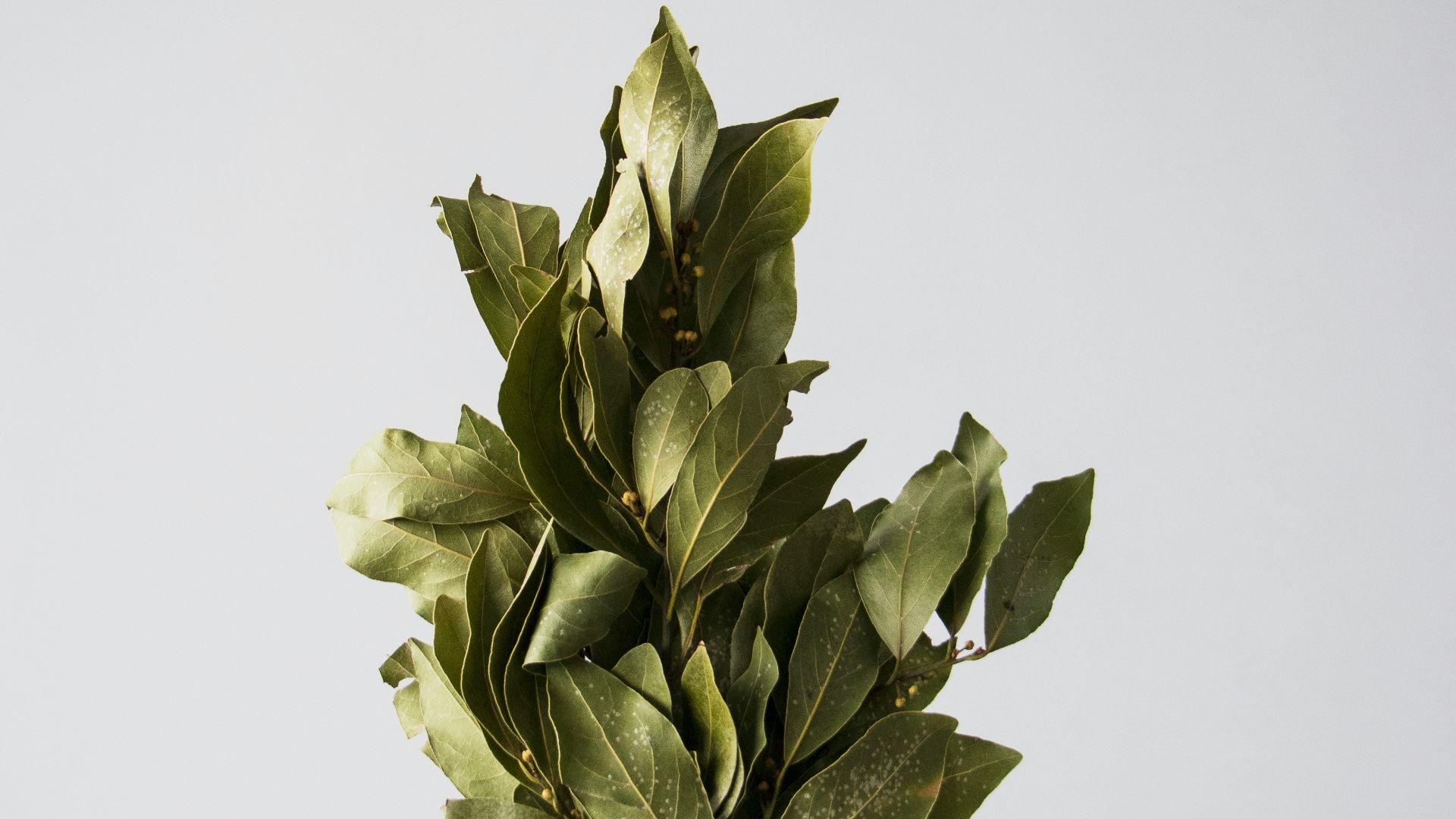 18. Feuilles de laurier