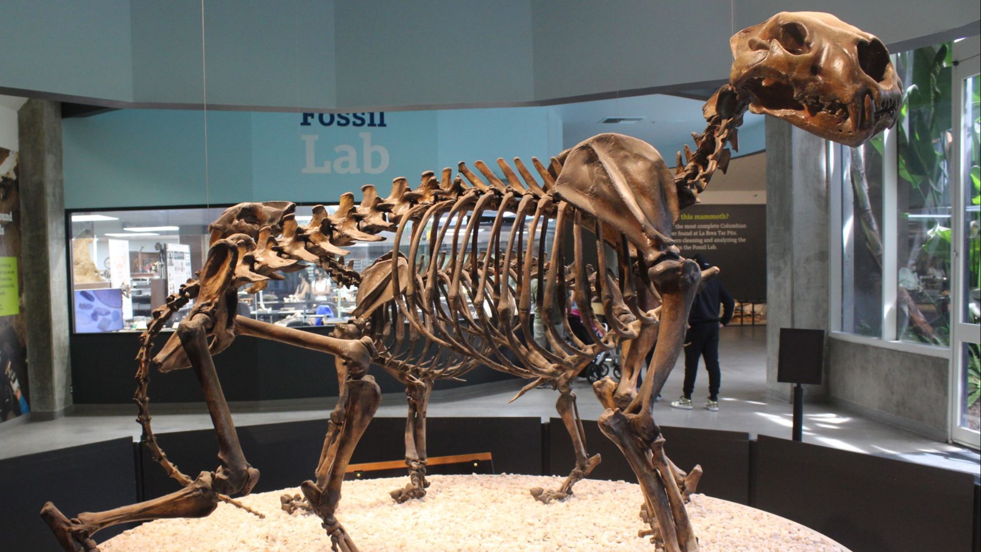 2. Le lion américain