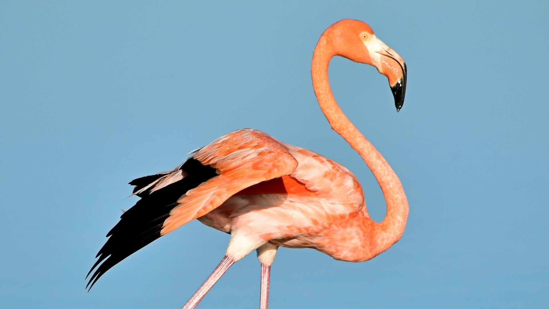 3. Les langues des flamants roses