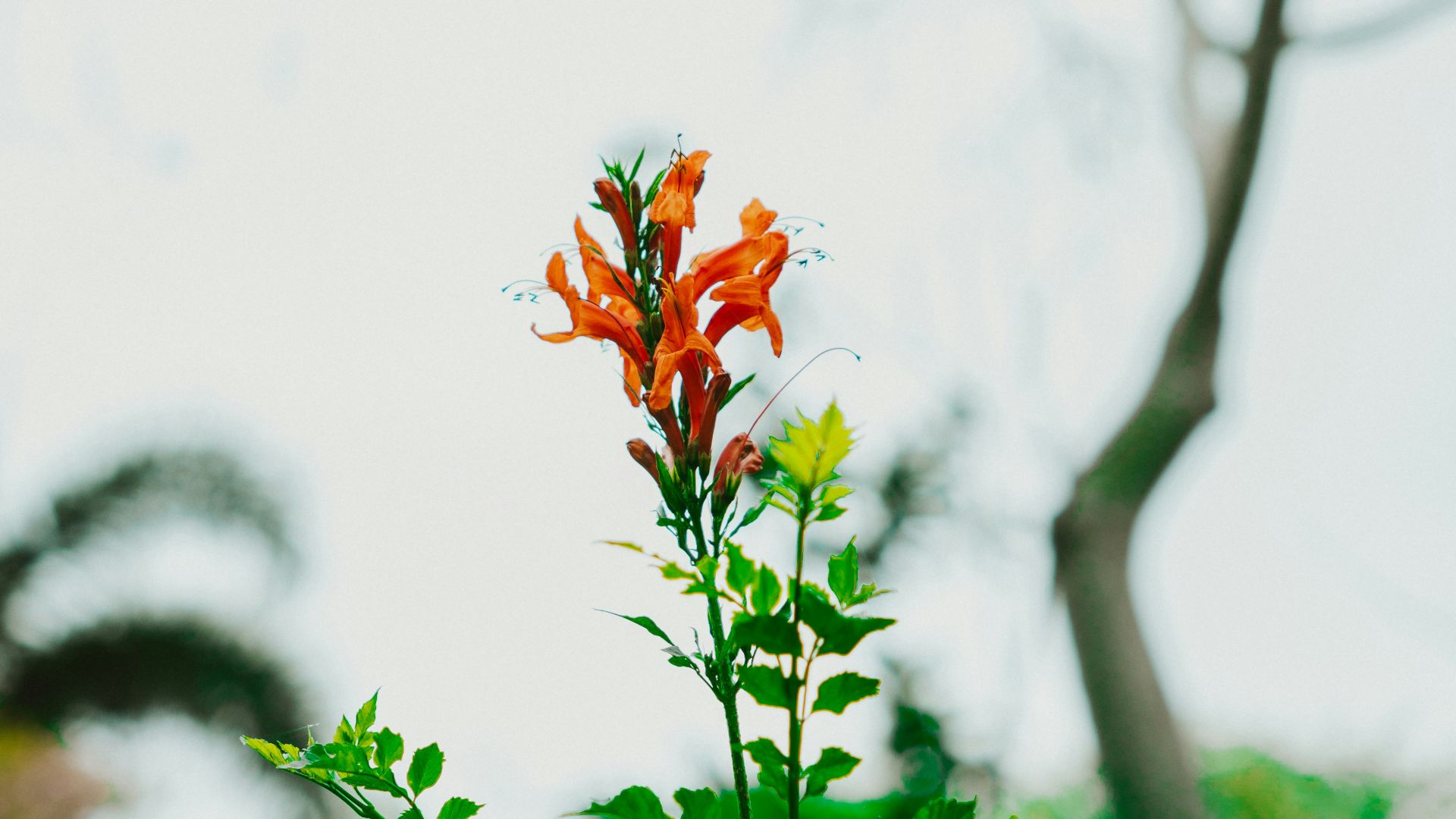 4. Apprenez les noms des plantes locales