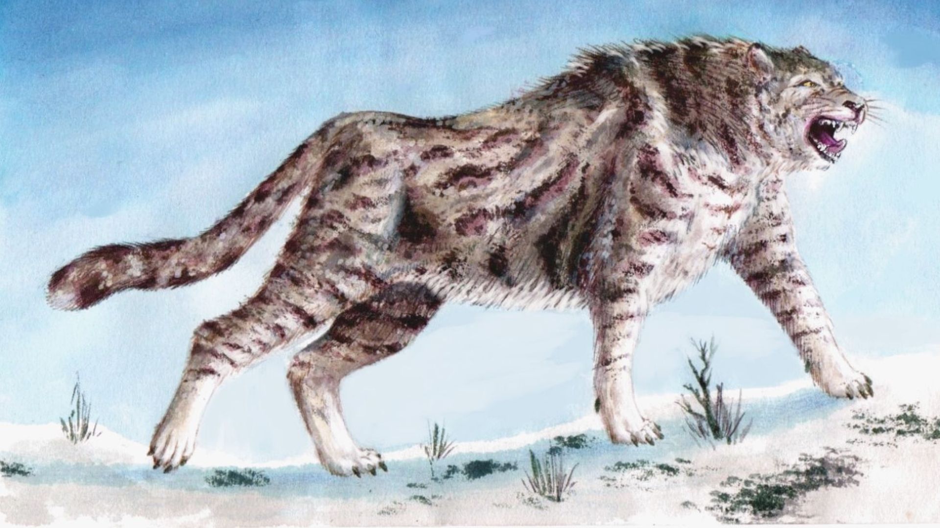 8. Guépard d'Amérique