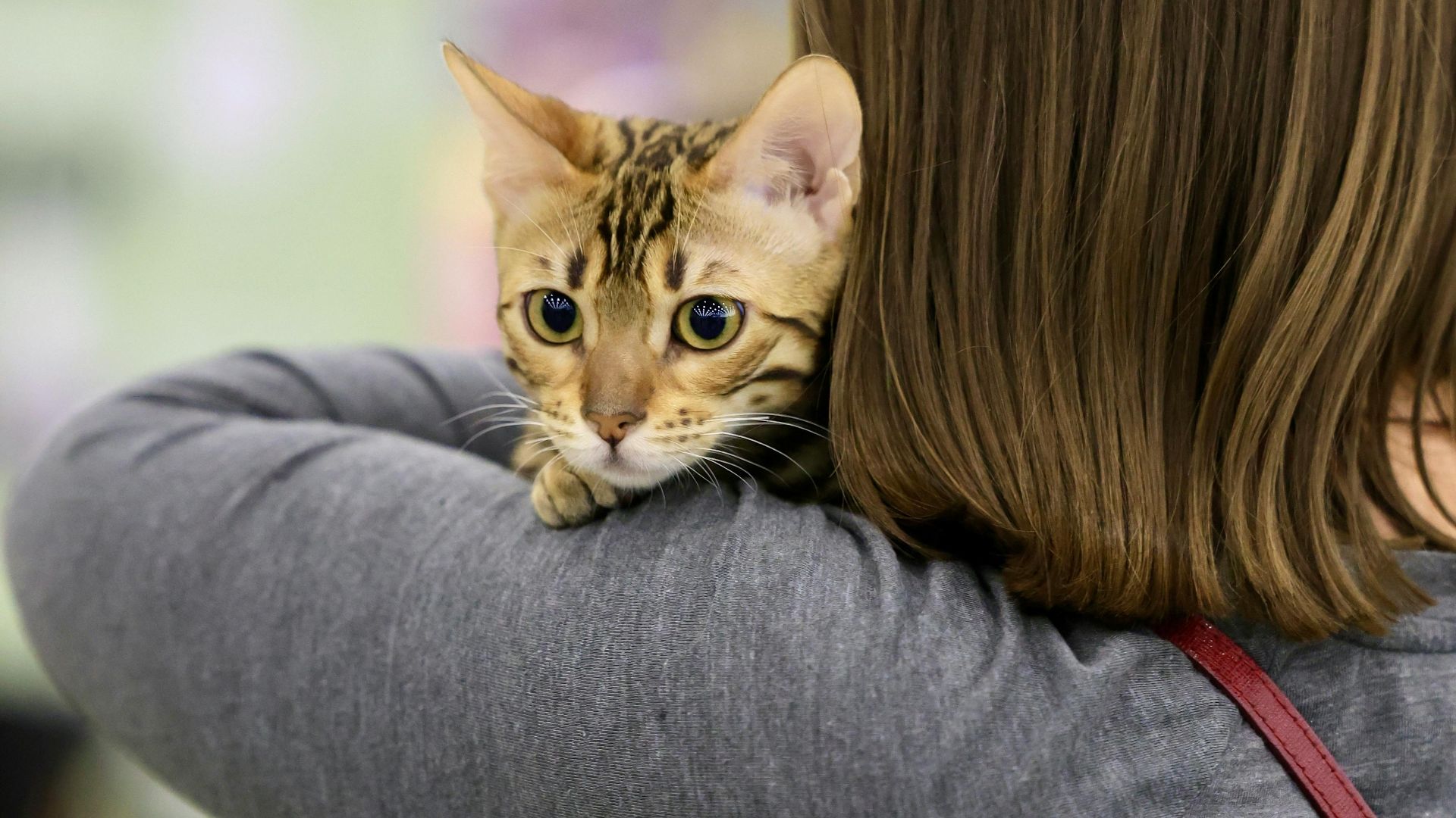 10. Les chats ont de meilleurs trucs que toi