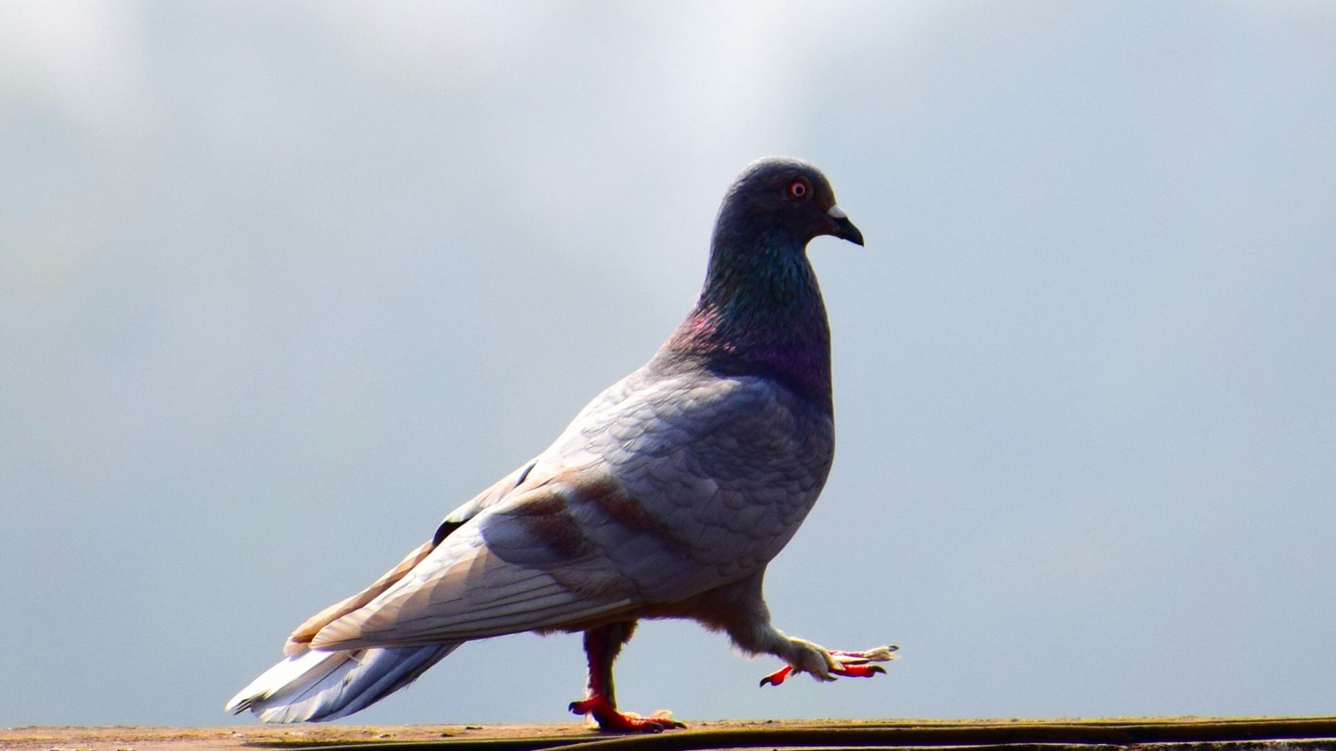 18. Pigeons au beurre d'écrevisses