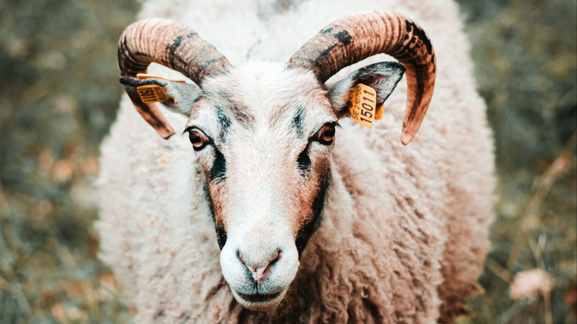 15. Interpréter les présages liés aux animaux