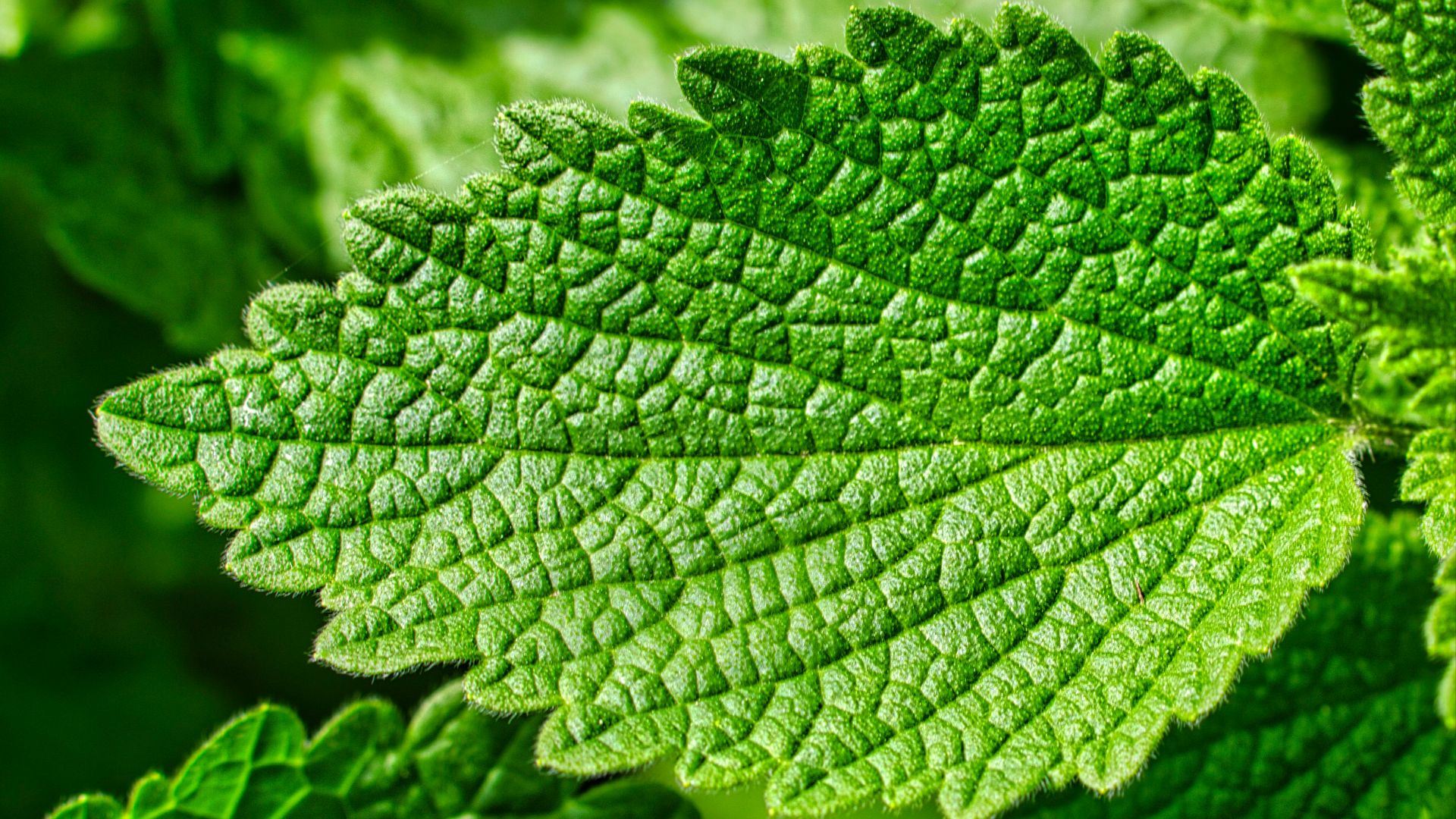 6. Menthol