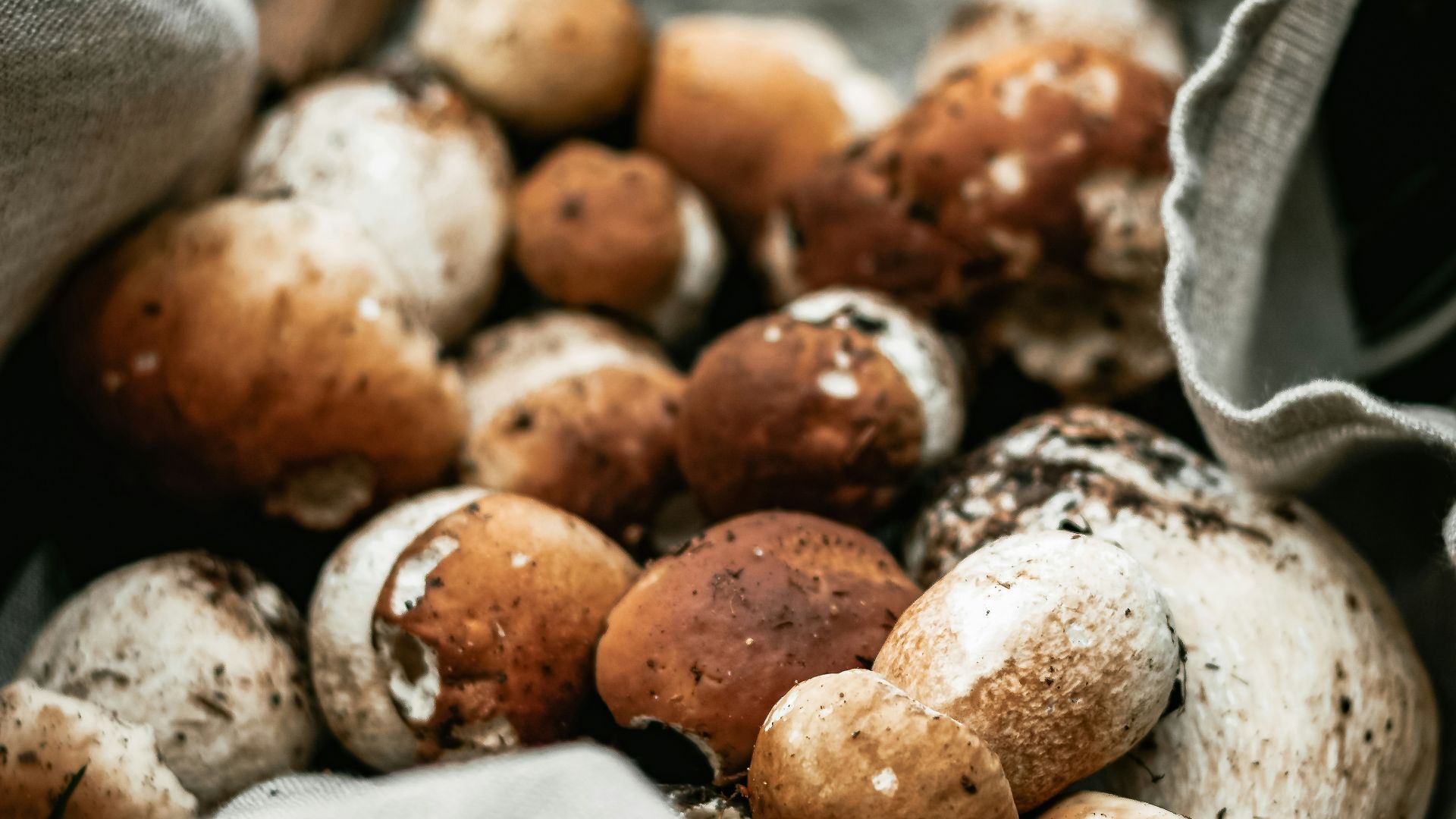 5. Laver les champignons sous l'eau courante