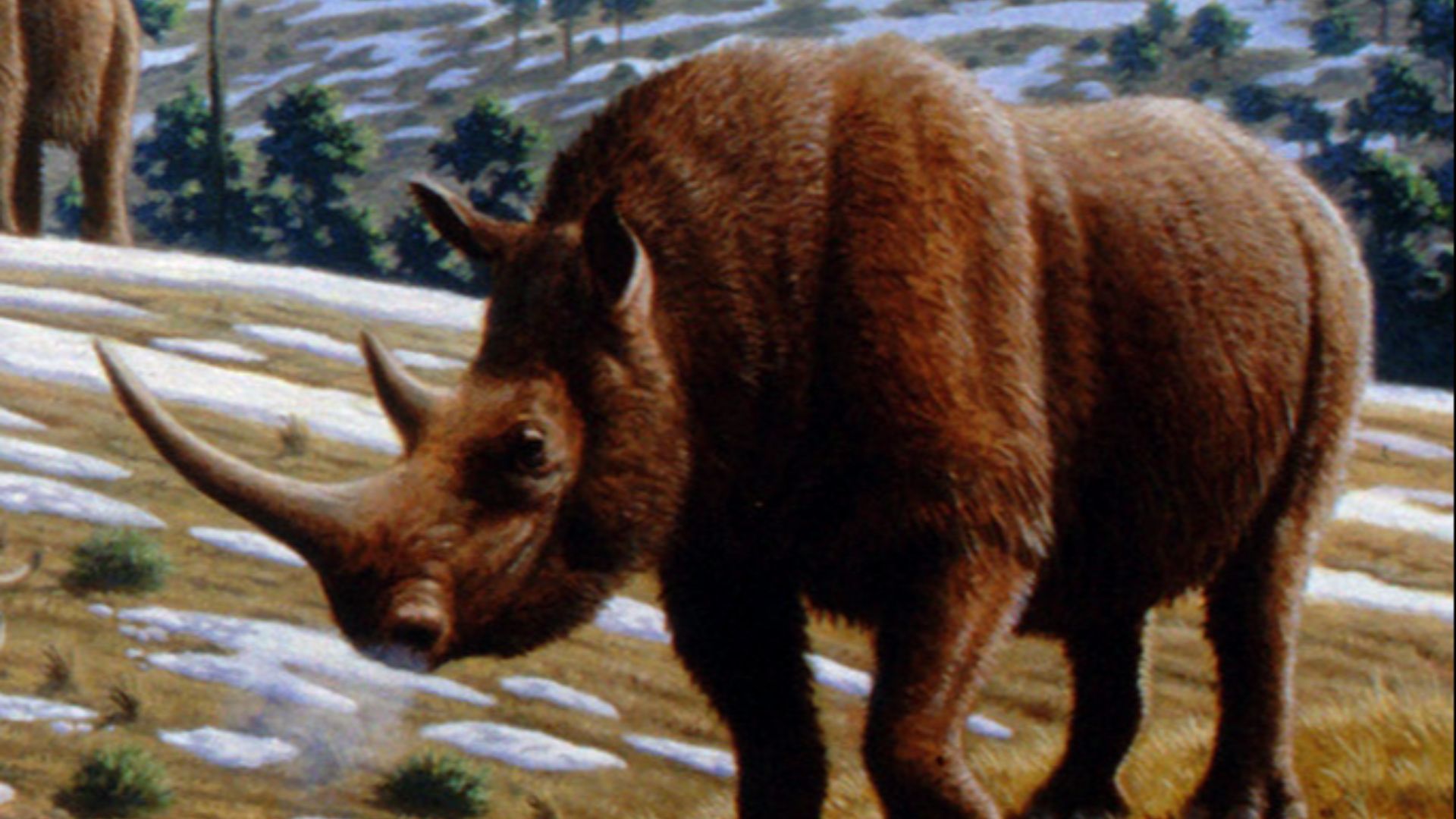 6. Rhinocéros laineux