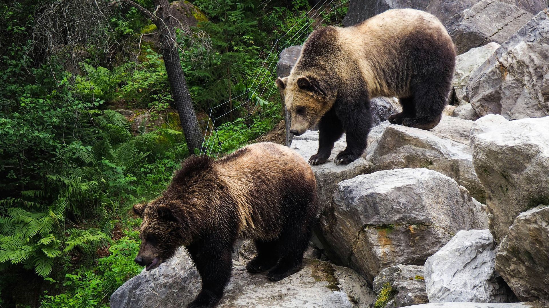 17. Les animaux ont façonné presque tout