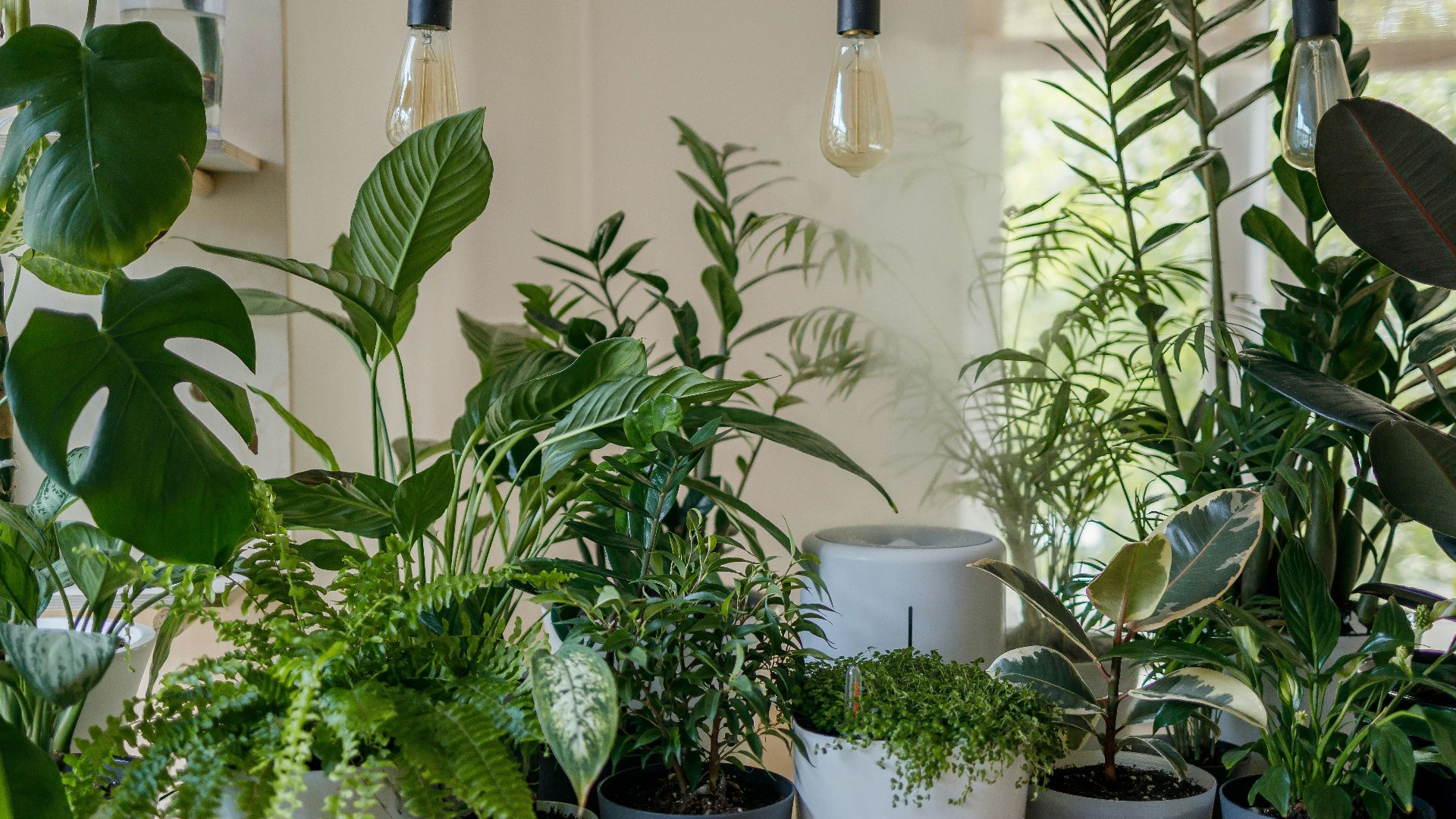20. Plantes d'intérieur traitées avec des pesticides conventionnels
