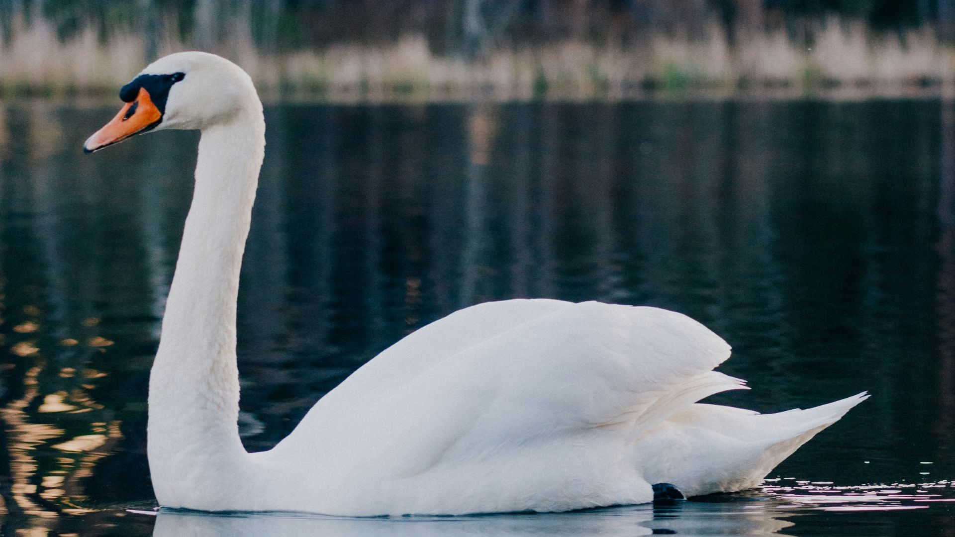 10. Cygne rôti