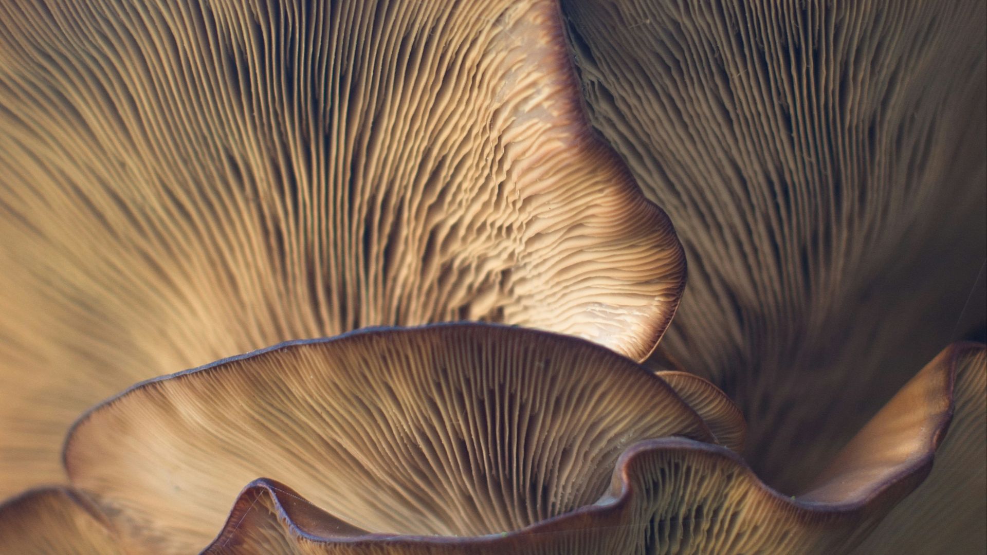 20. Champignons exposés aux rayons UV