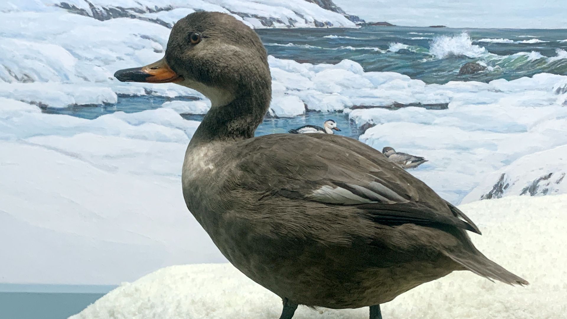 15. Canard du Labrador