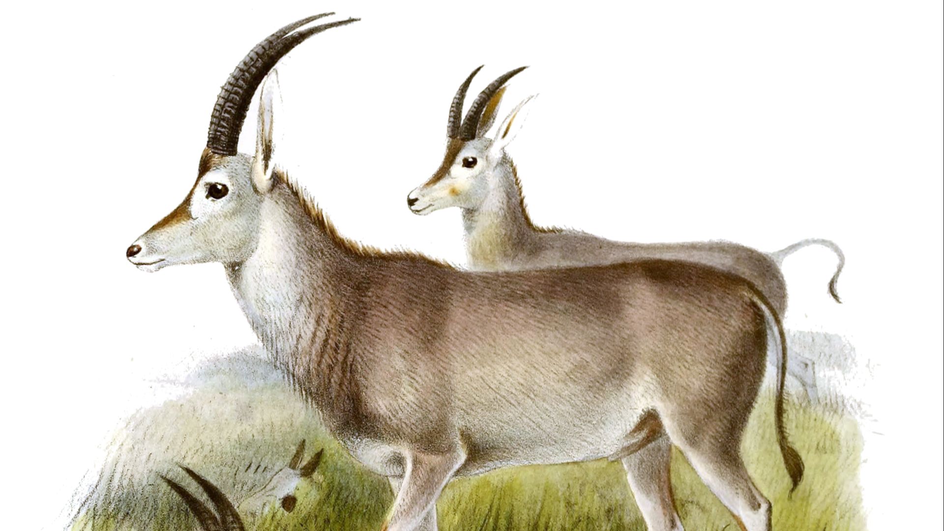 9. Bluebuck