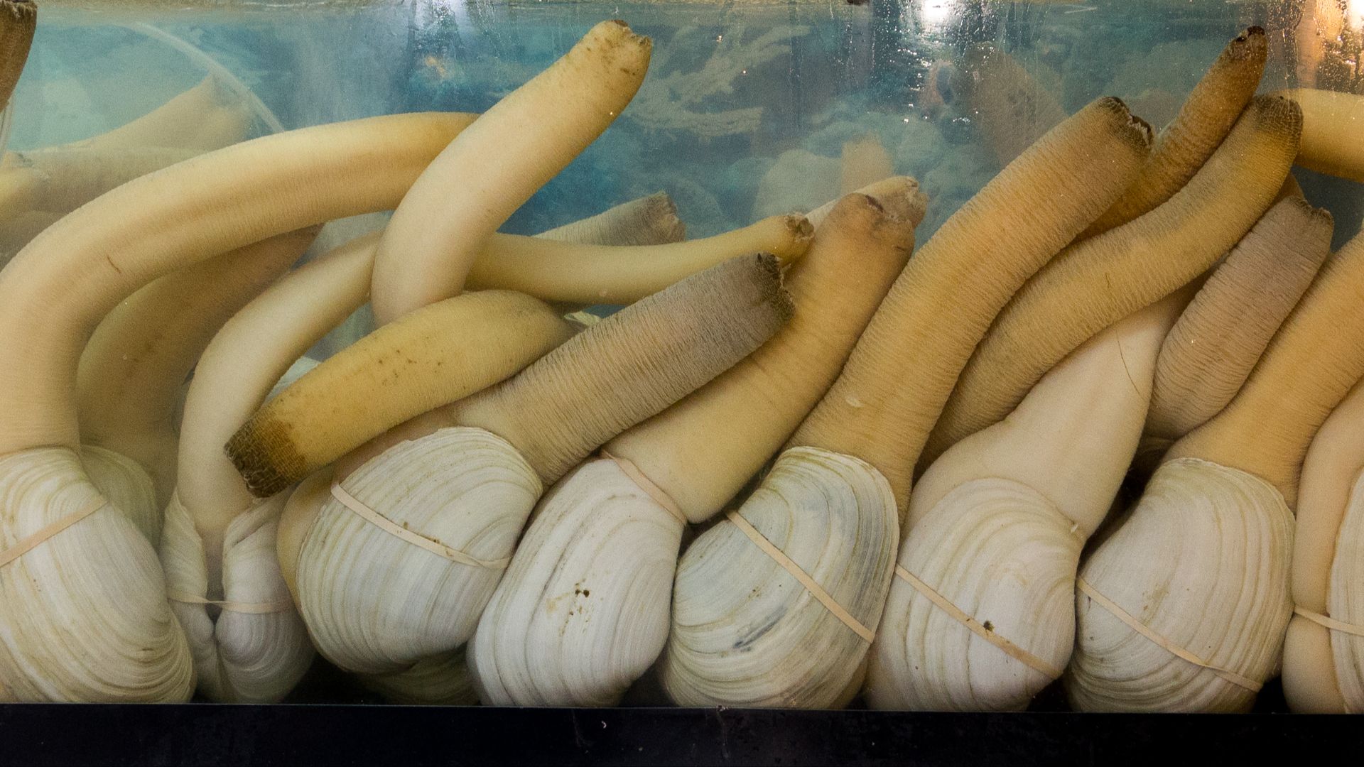 20. Geoduck