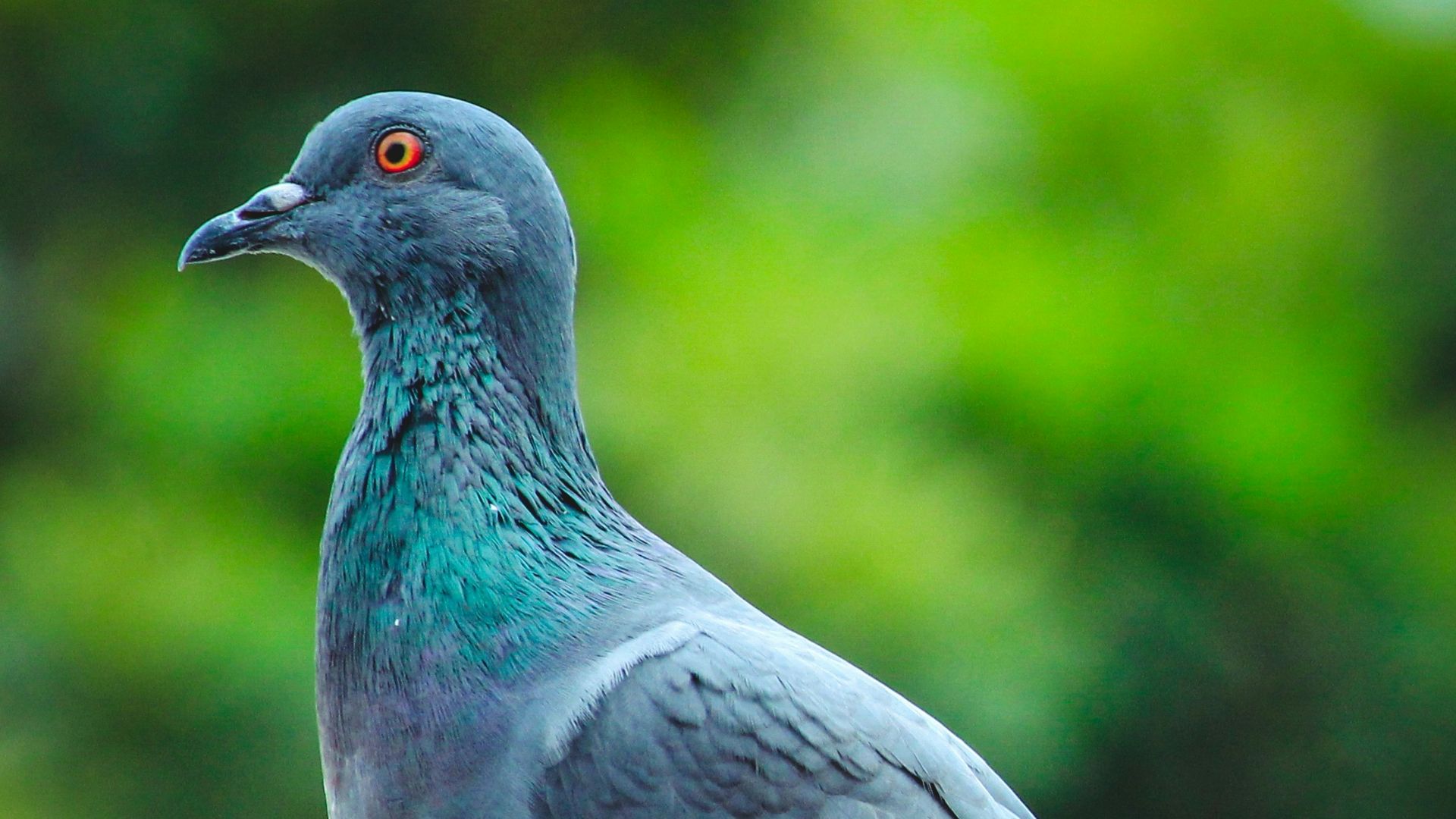1. C'étaient en fait des pigeons voyageurs