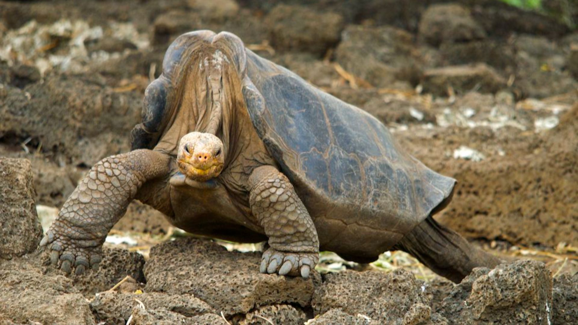 9. La tortue de l'île Pinta
