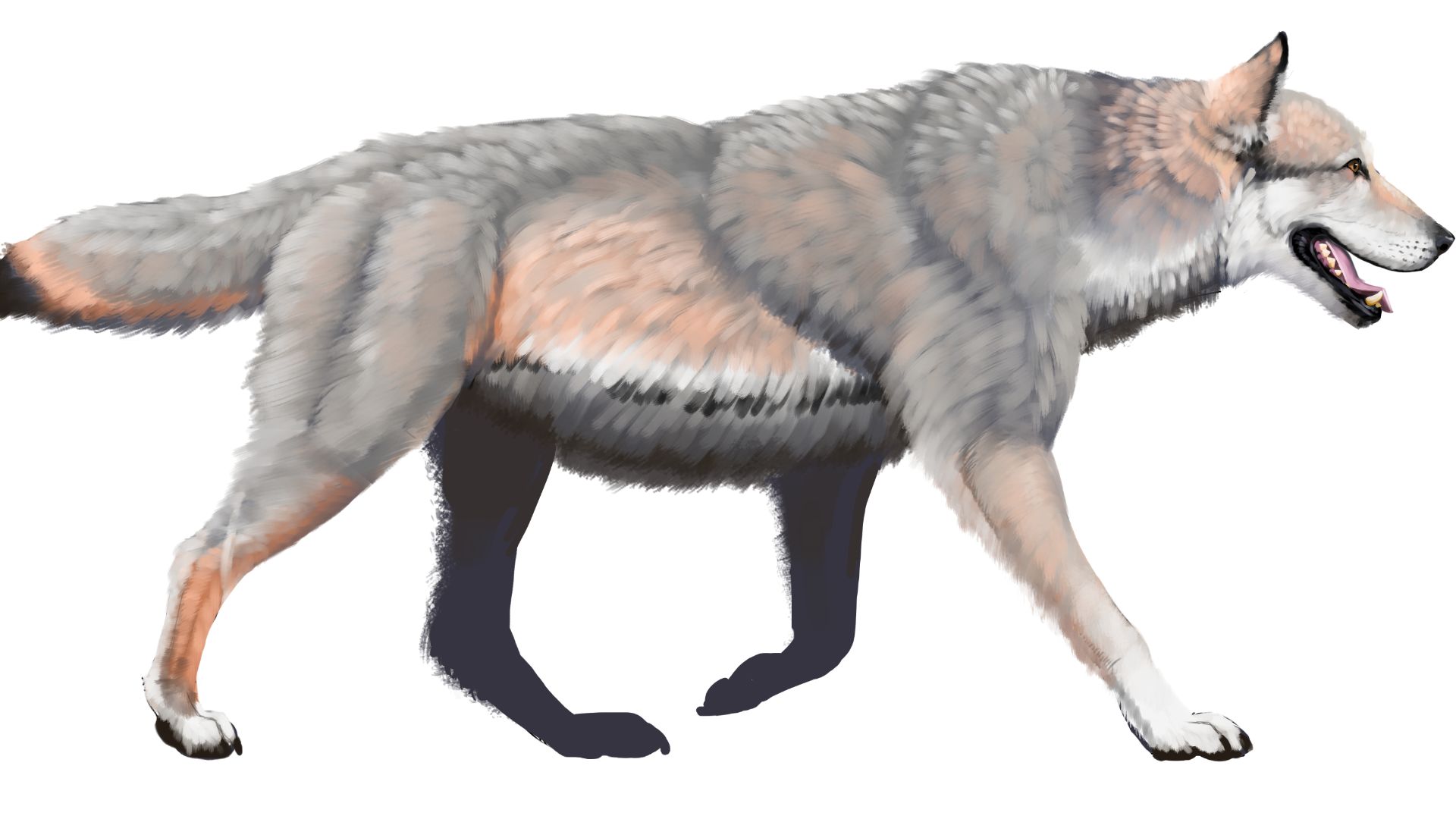1. Loup géant