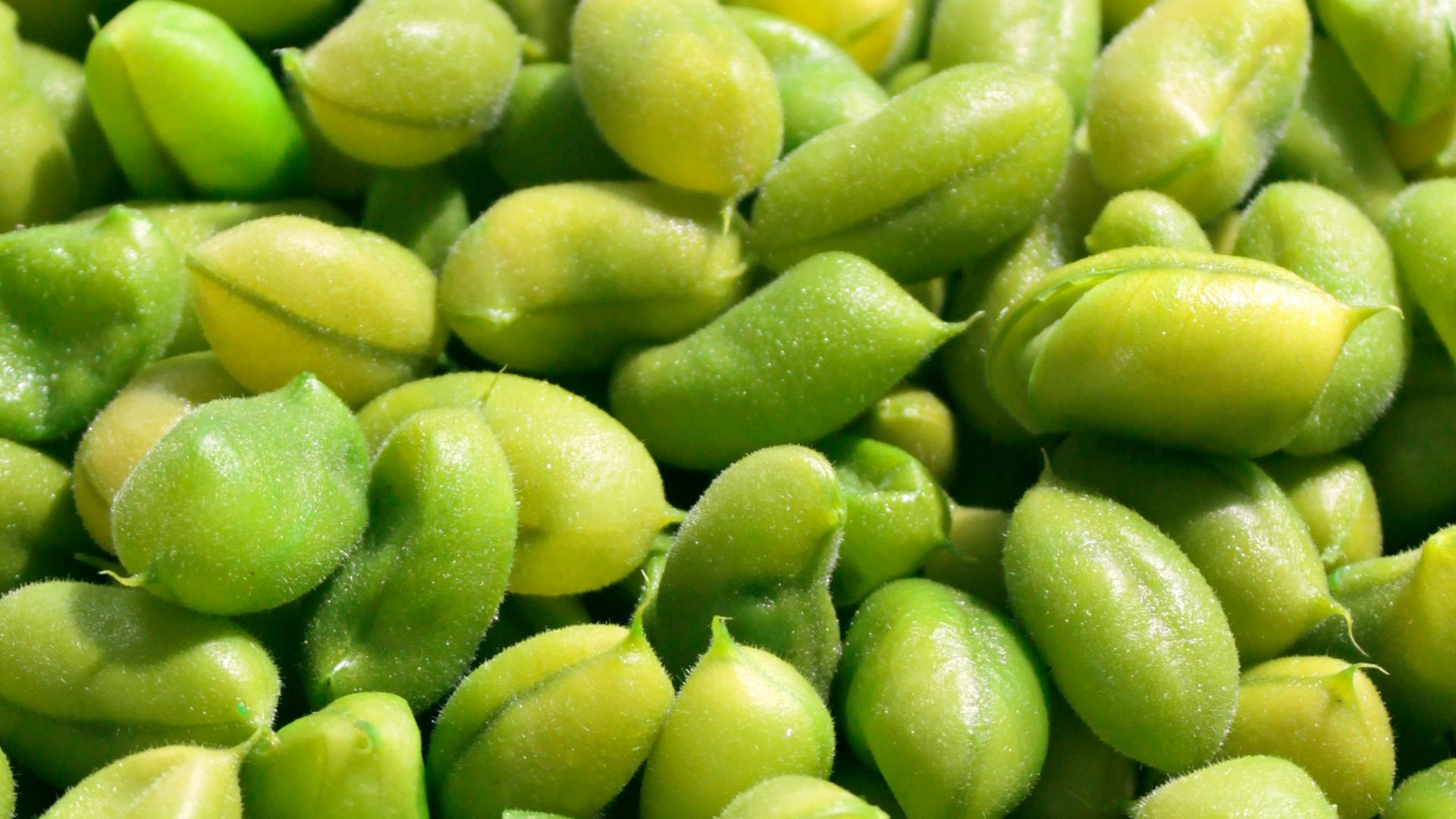 16. Edamame
